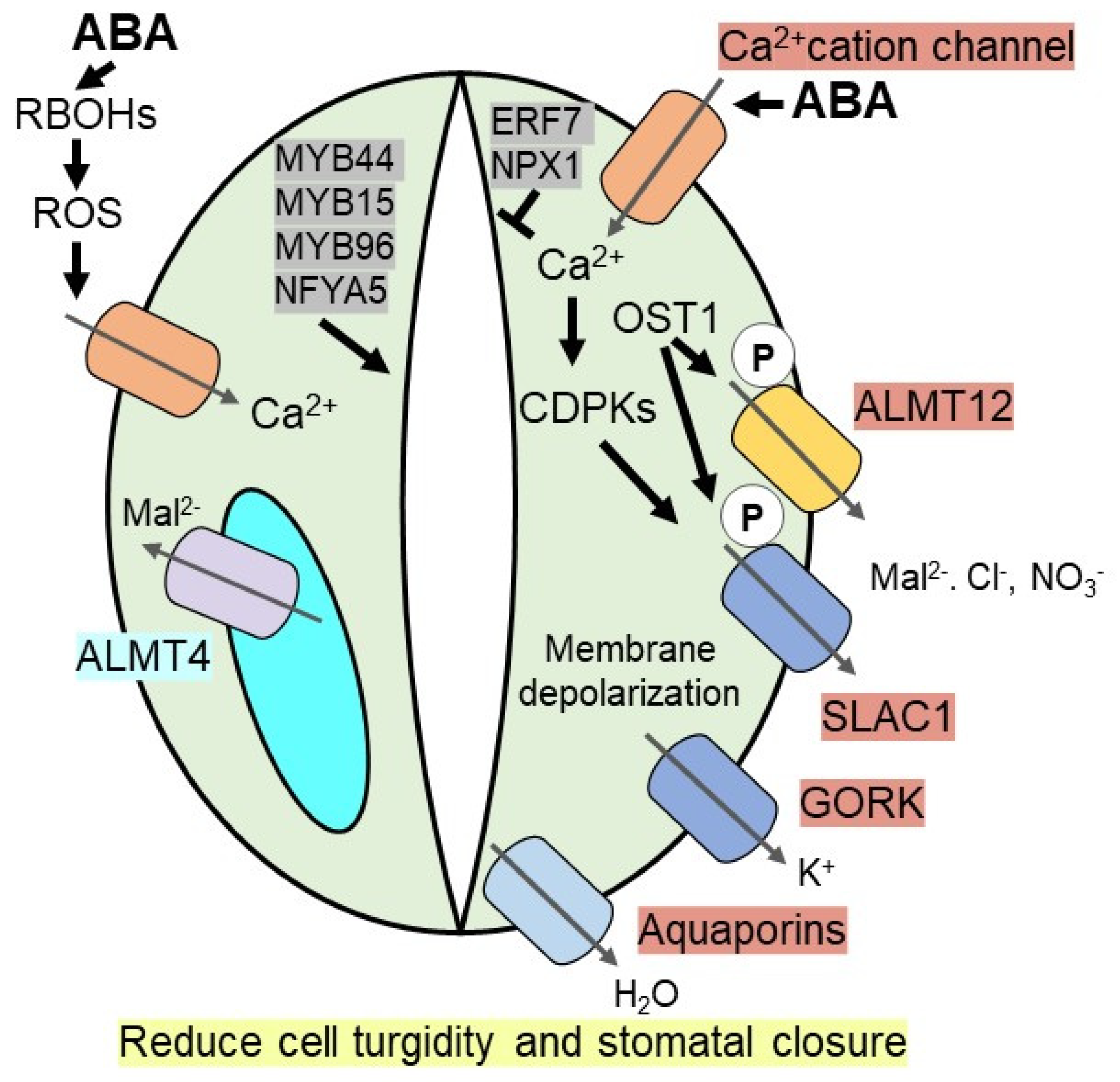 Plants 10 02769 g001 Plants 10 02769 g001