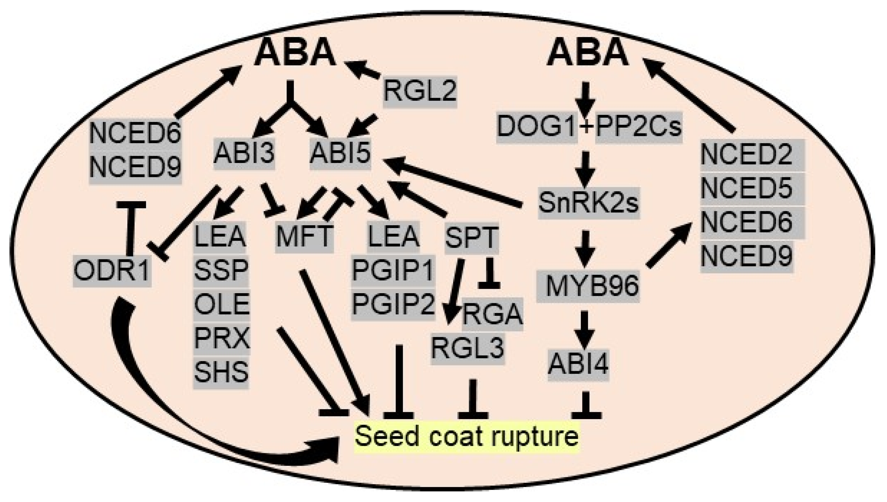 Plants 10 02769 g002 Plants 10 02769 g002