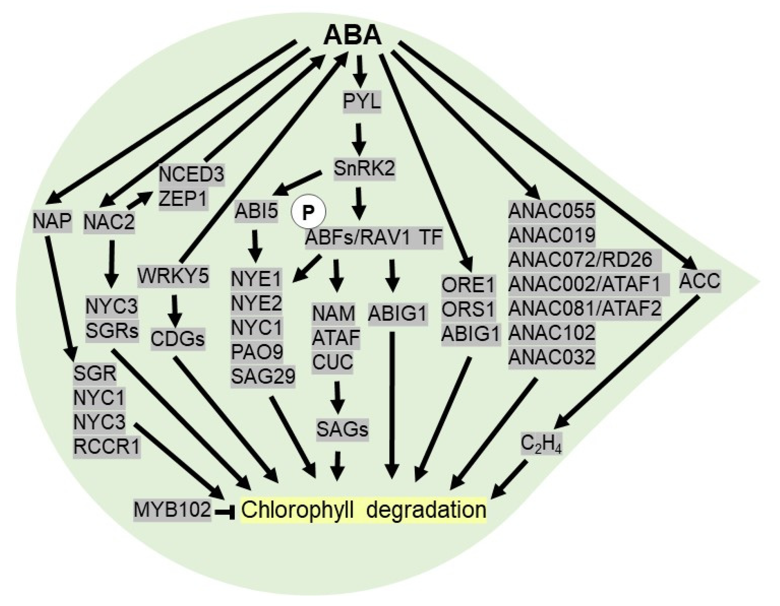 Plants 10 02769 g004 Plants 10 02769 g004