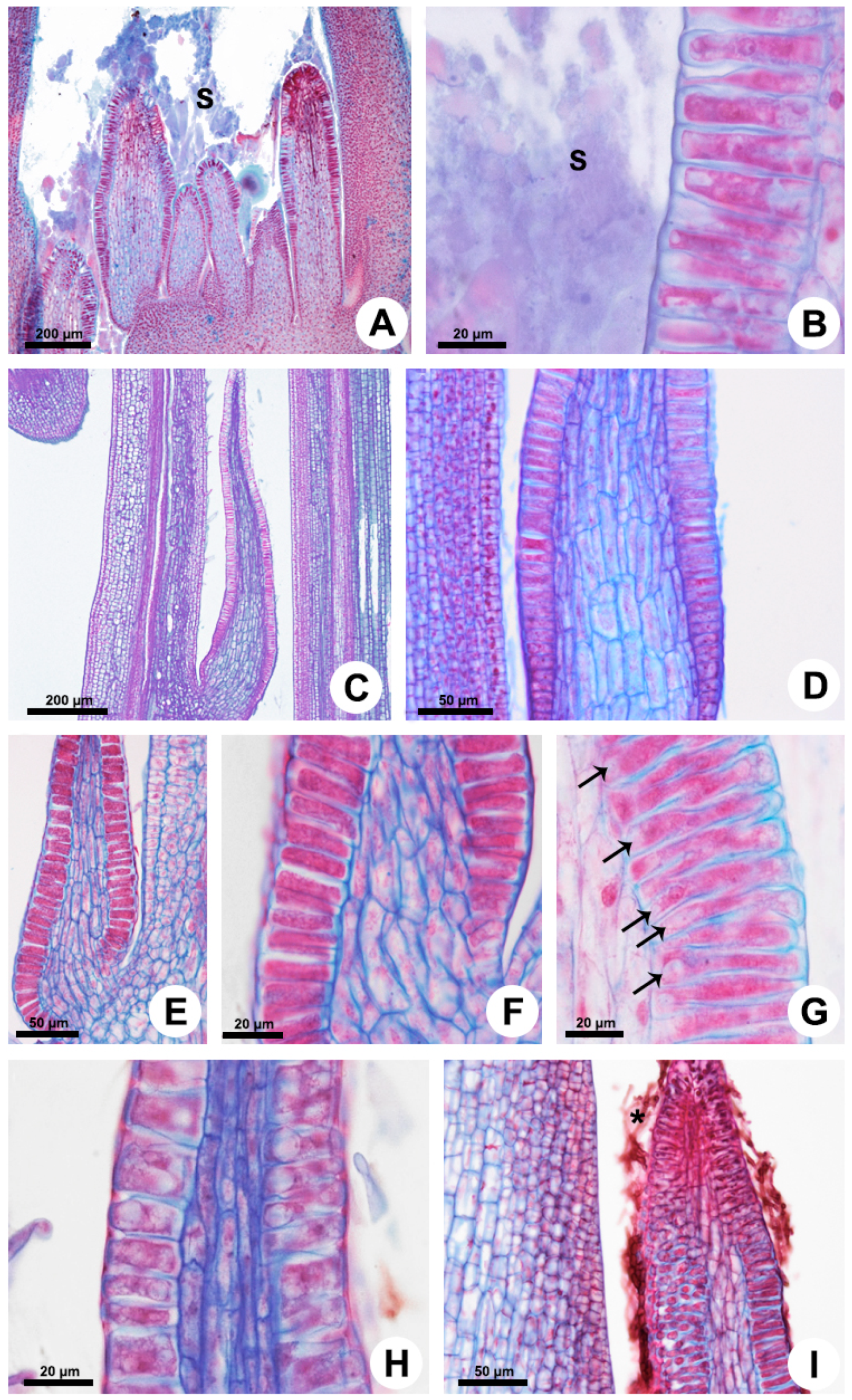 Plants 10 02770 g002 550