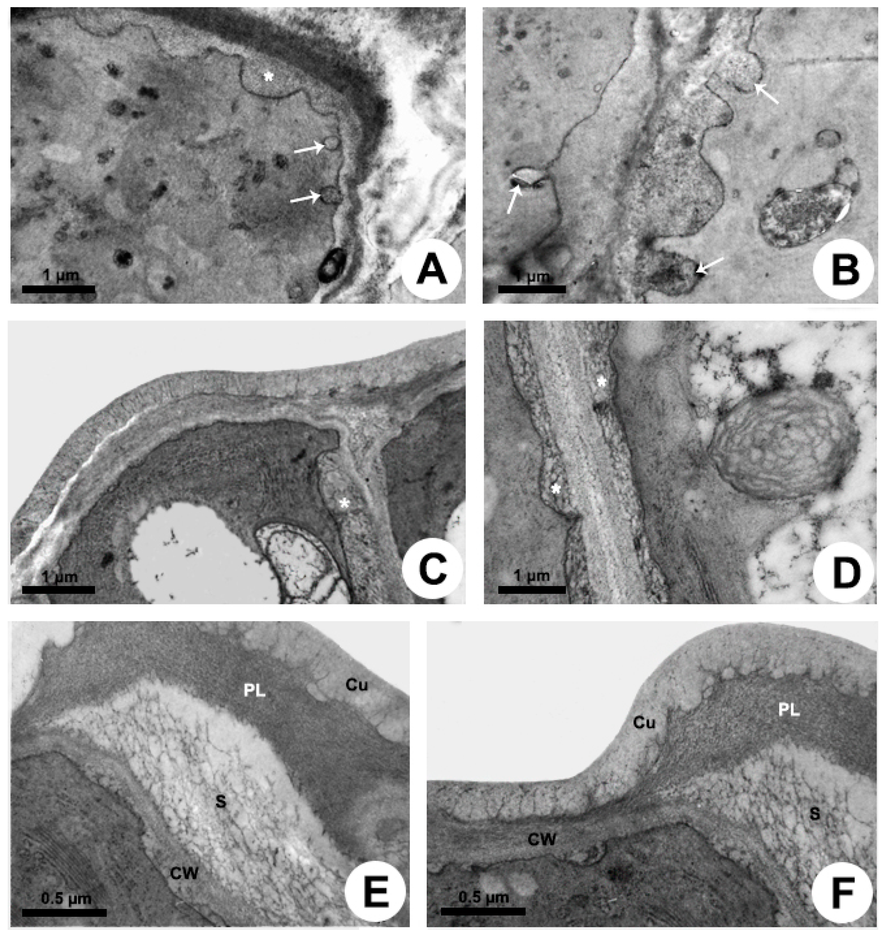 Plants 10 02770 g004 550