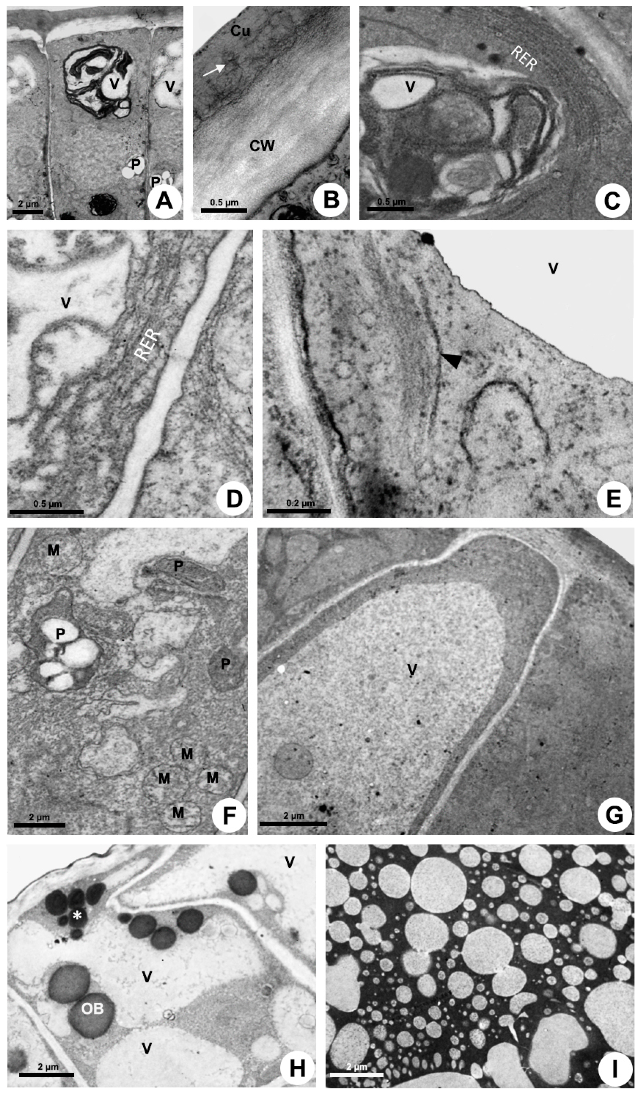 Plants 10 02770 g005 550