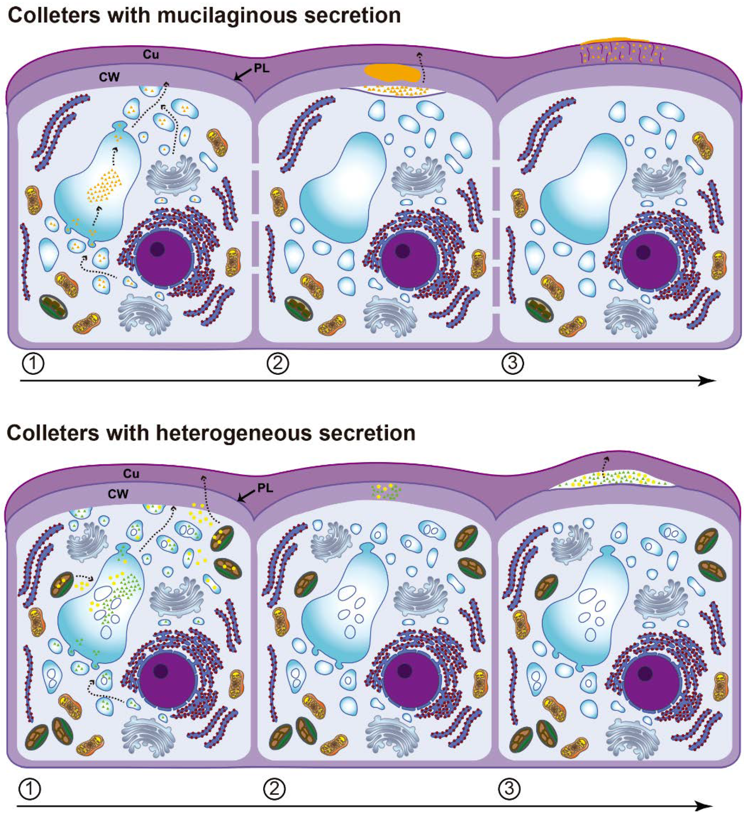 Plants 10 02770 g007 550