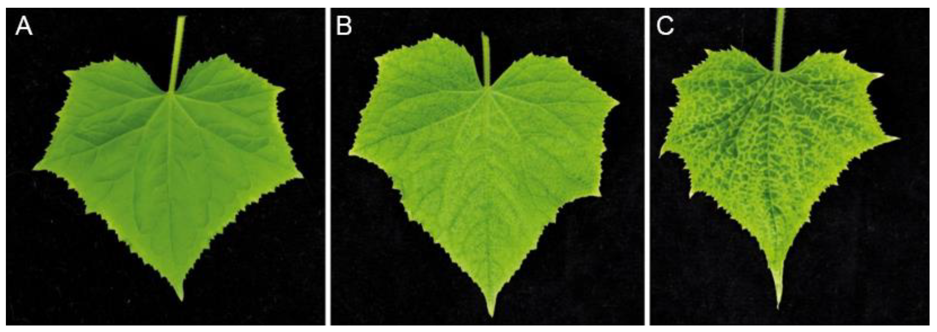 Plants 10 02771 g003 Plants 10 02771 g003