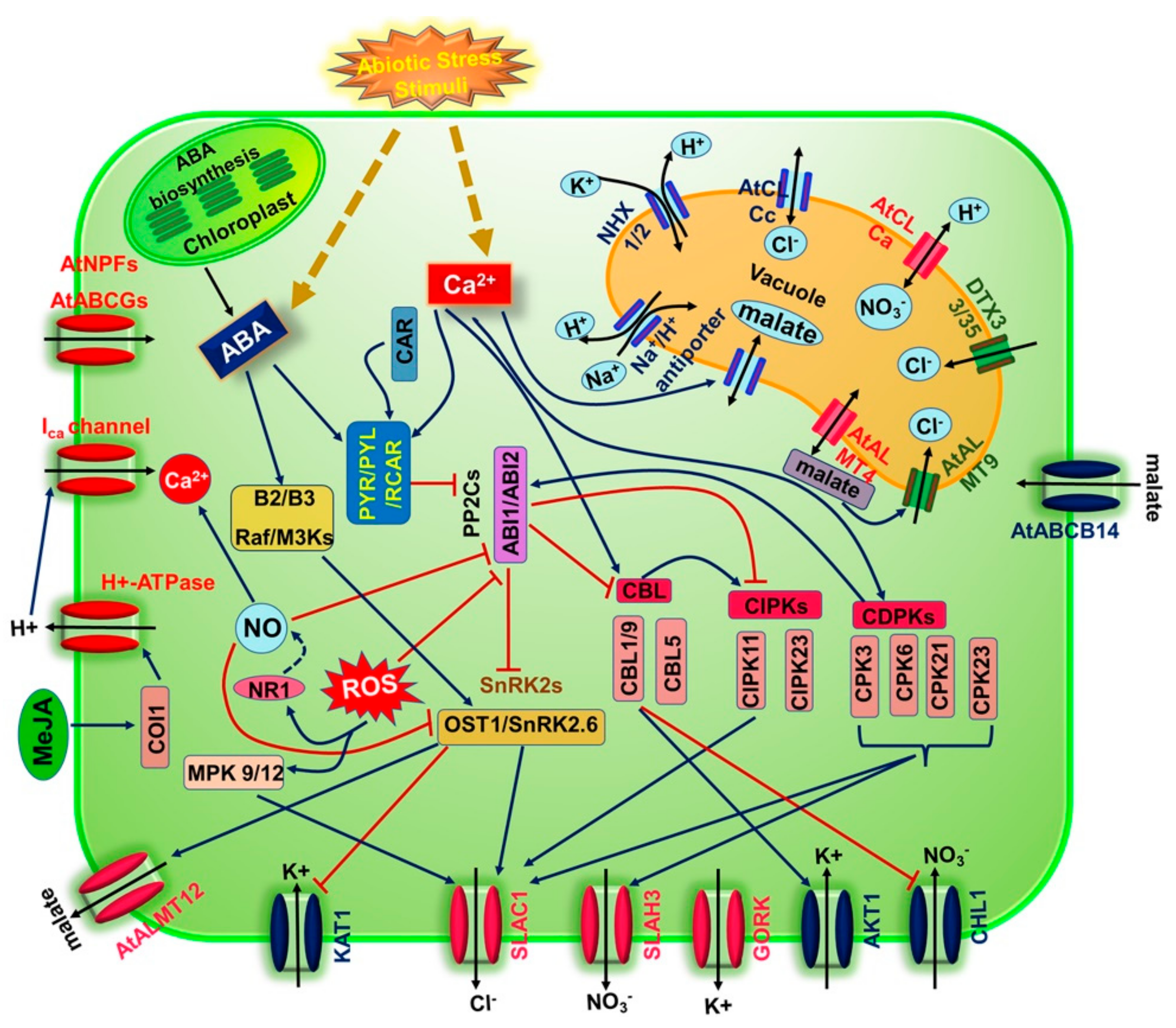 Plants 10 02774 g004