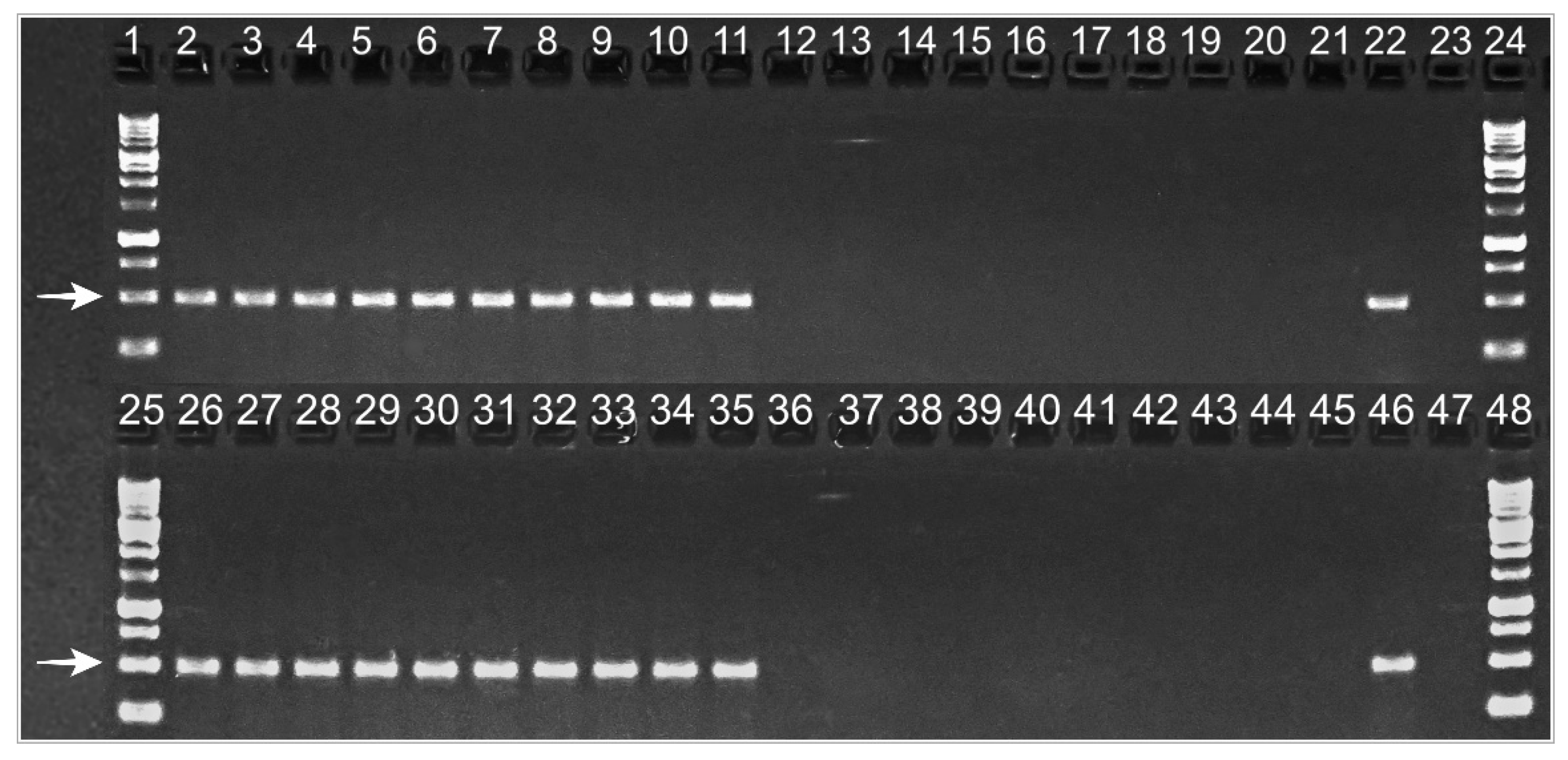 Plants 10 02777 g004