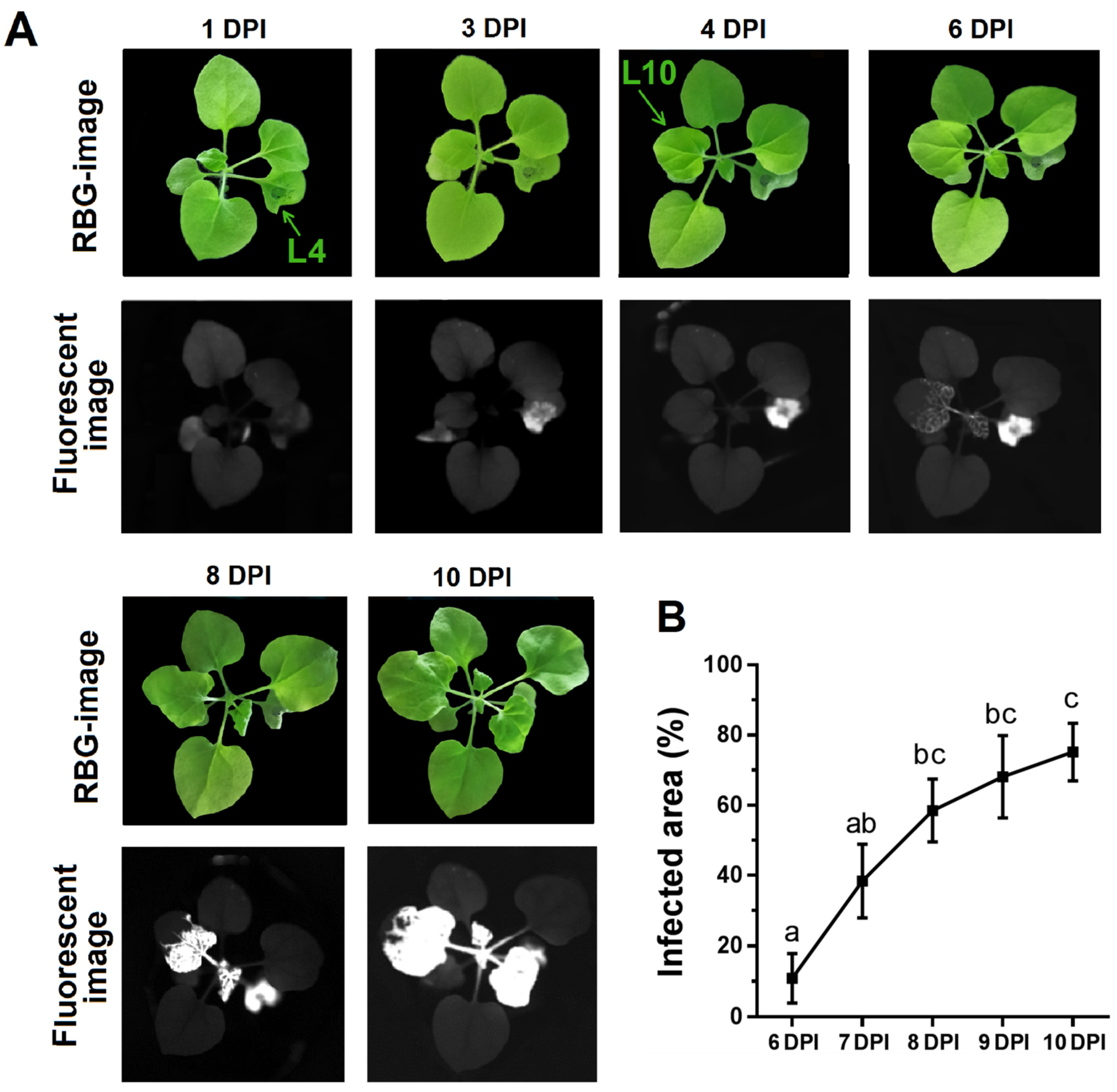 Plants 10 02782 g001 550