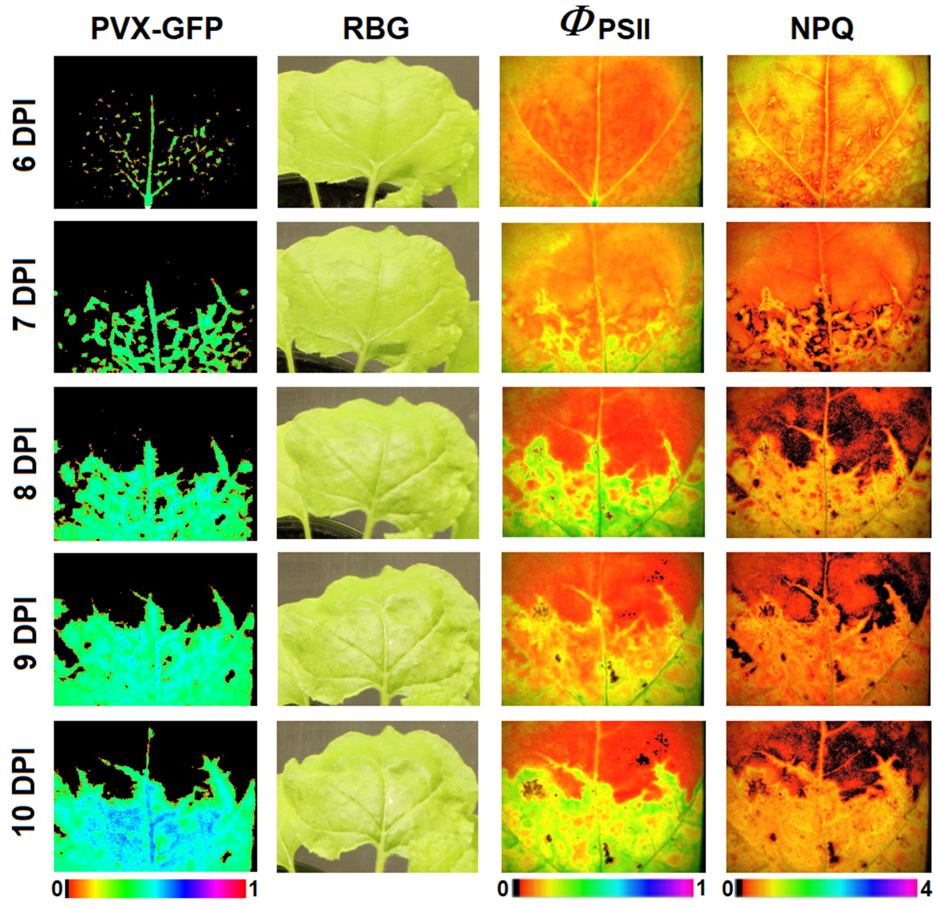 Plants 10 02782 g006 550