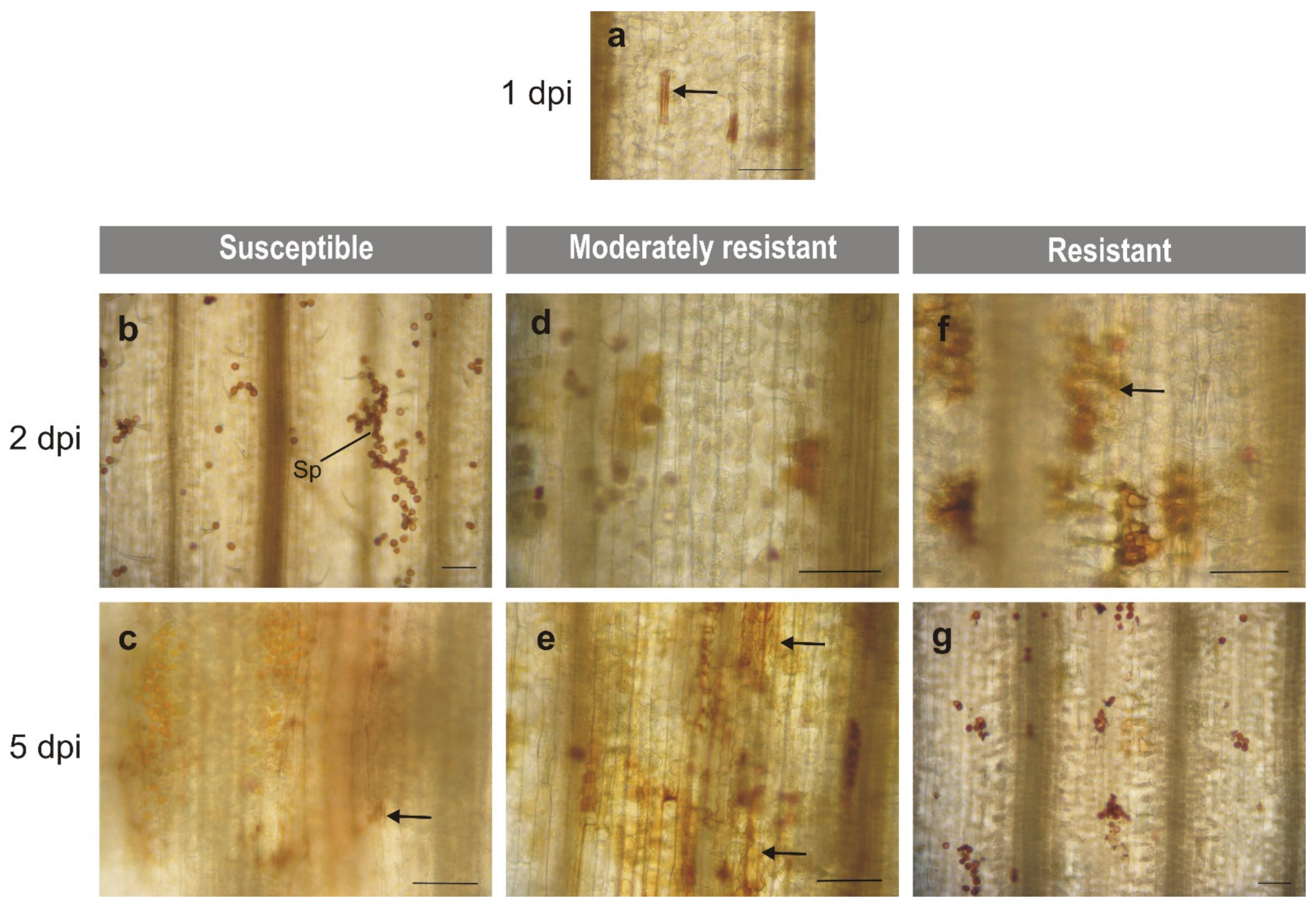 Plants 10 02787 g002