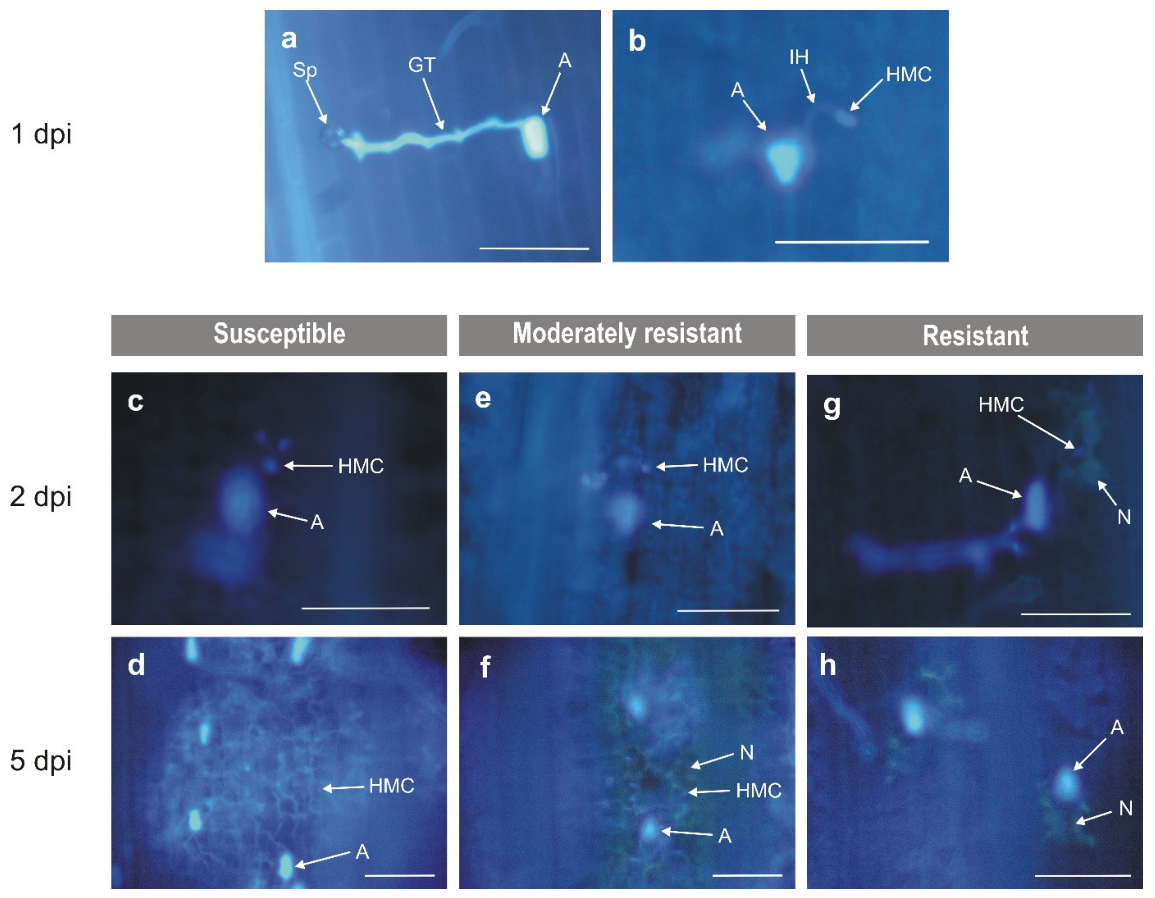 Plants 10 02787 g004