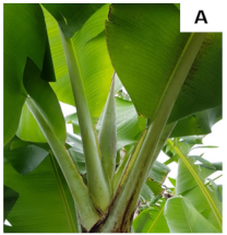 Plants 10 02790 i001