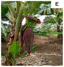 Plants 10 02790 i005