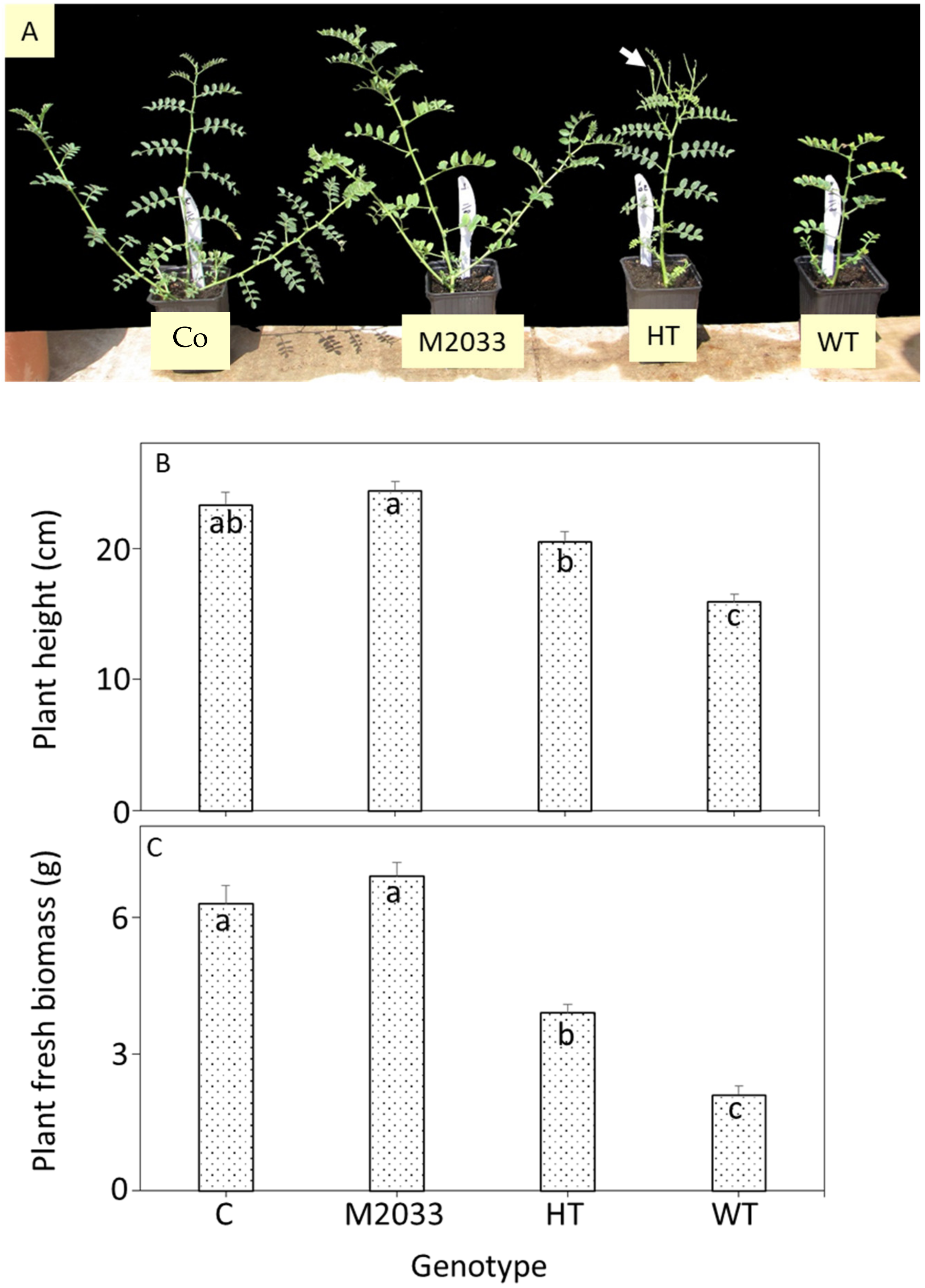 Plants Free Full Text Novel Mutation In The Acetohydroxyacid Synthase Ahas Gene Confers Imidazolinone Resistance In Chickpea Cicer Arietinum L Plants Html