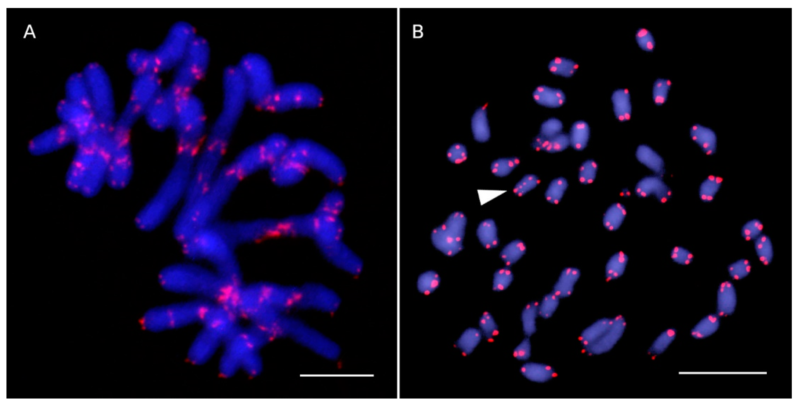 Interstitial Arabidopsis-Type Telomeric Repeats in Asteraceae