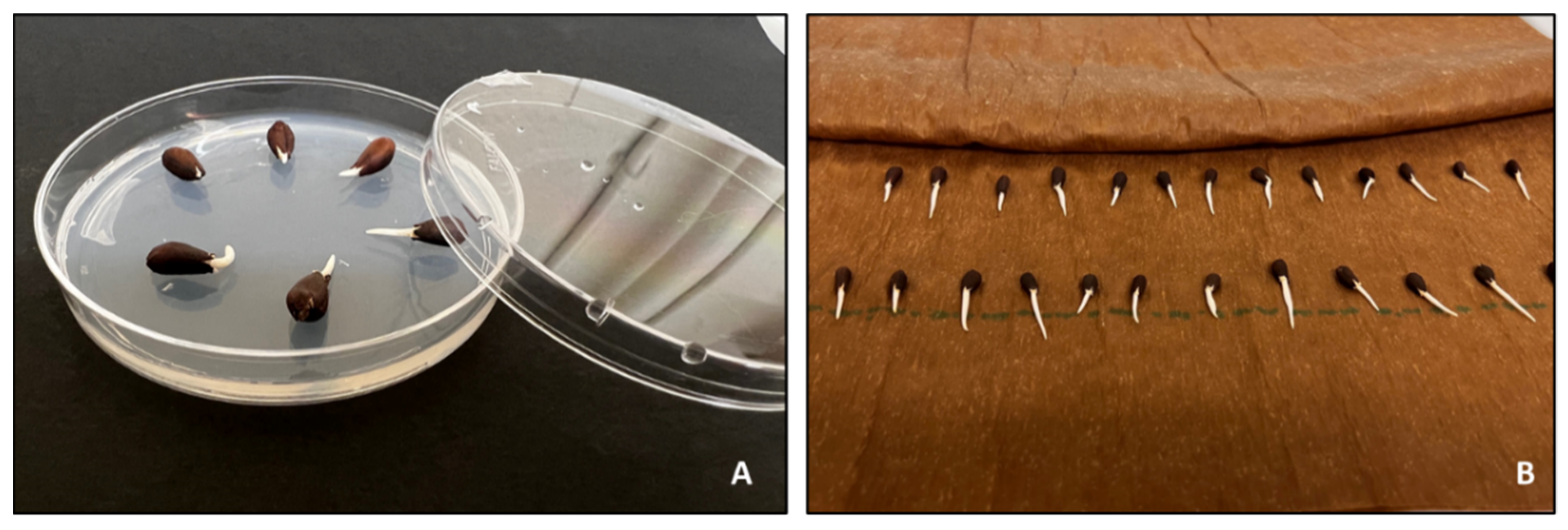 Plants 10 02807 g002