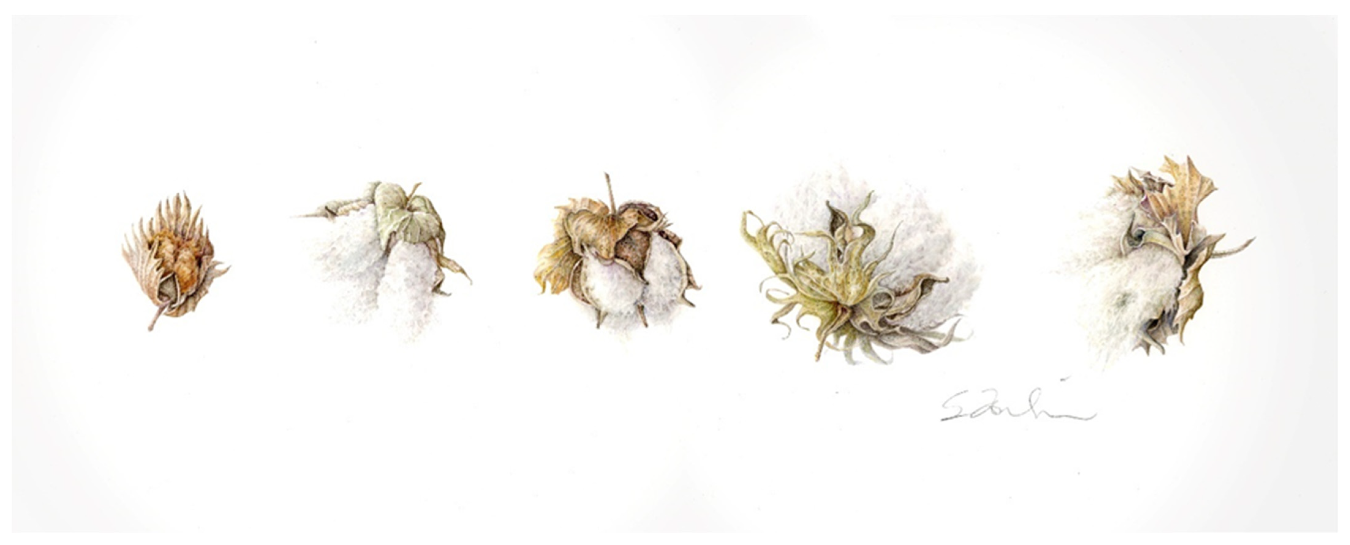 Cotton Seed Dispersal