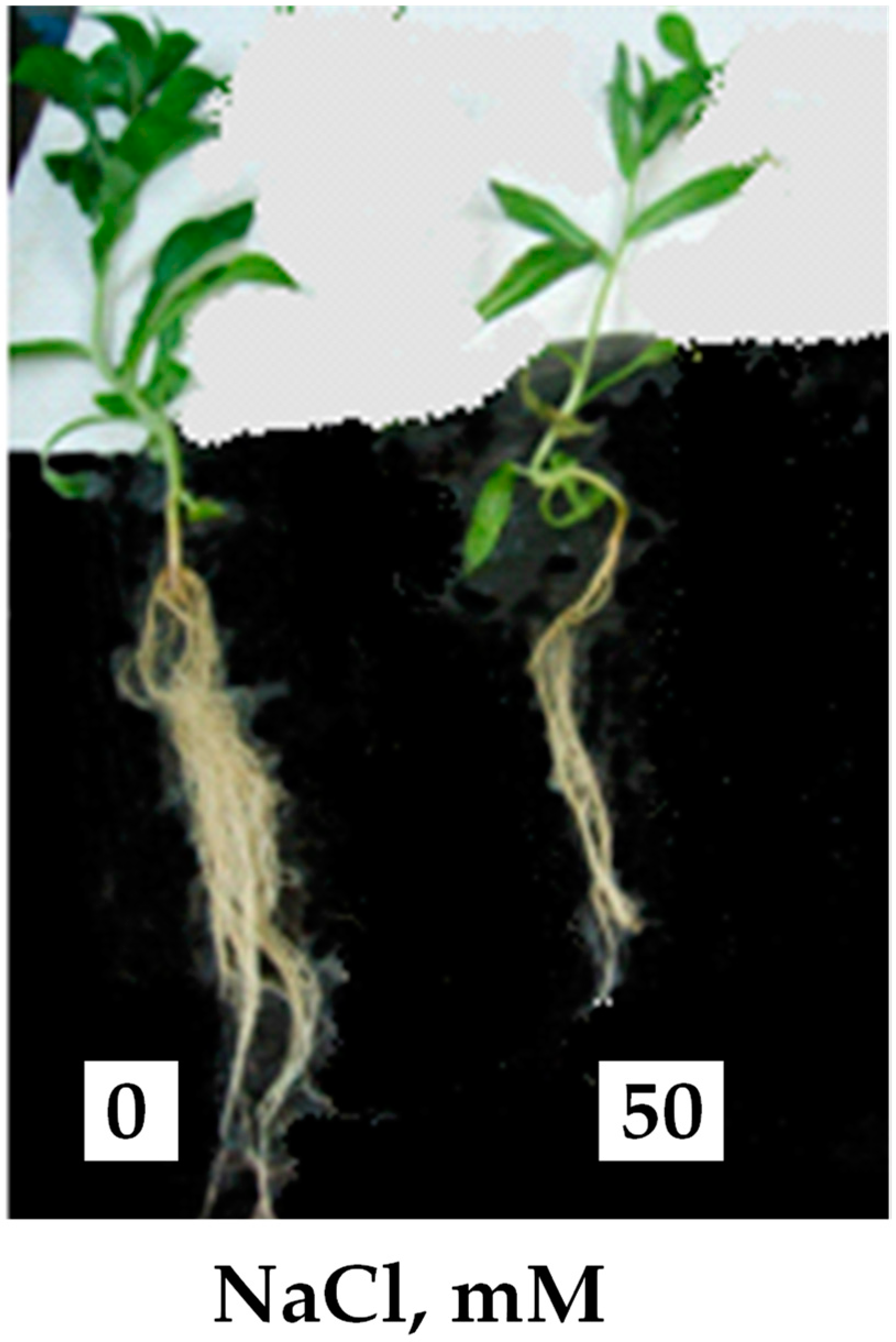 Plants 10 02809 g001 550