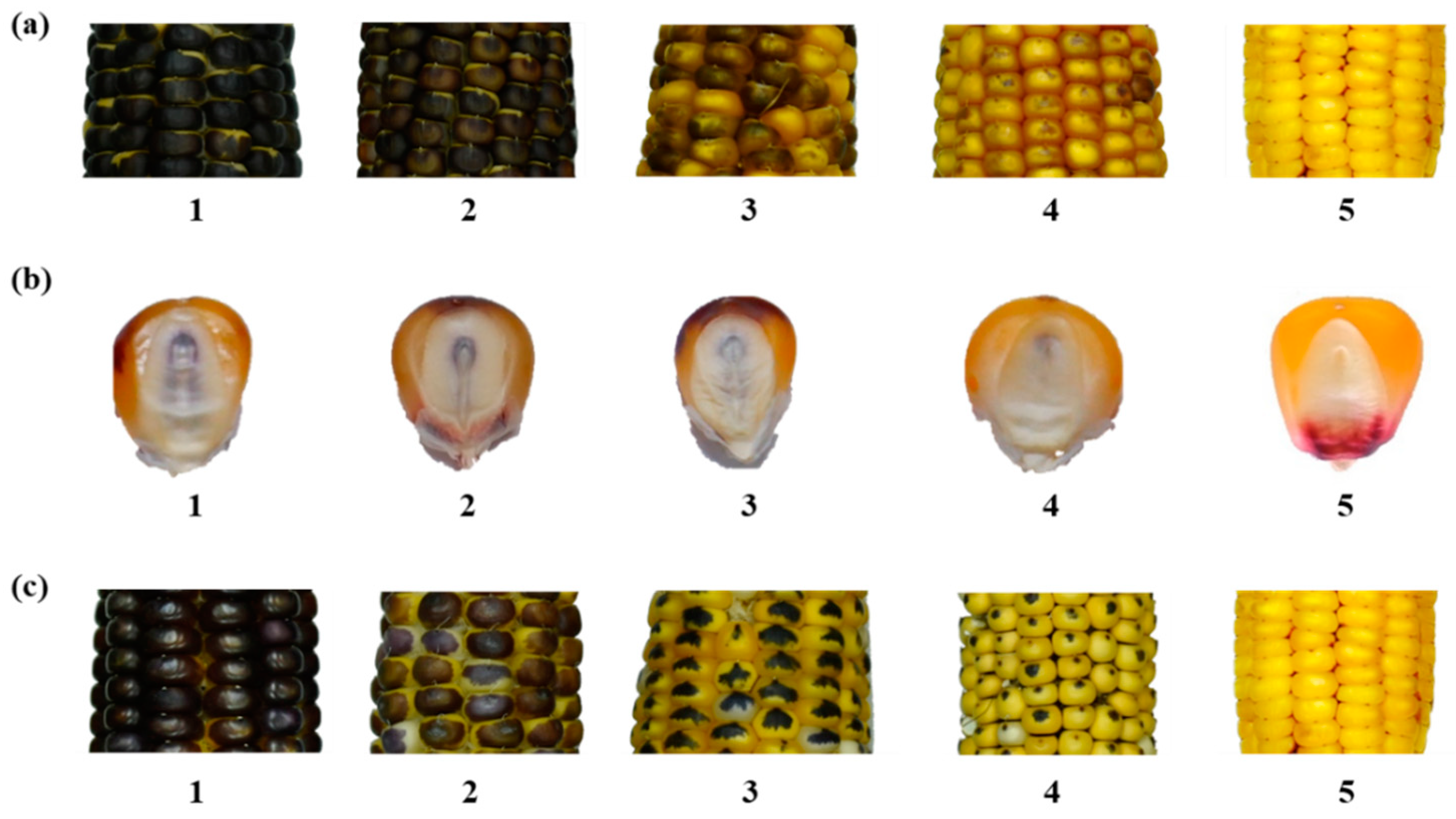 Plants 10 02812 g004