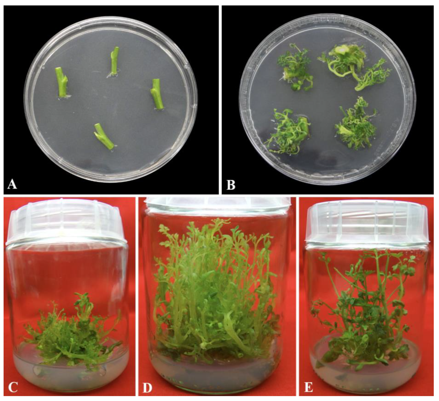 plant-cell-culture