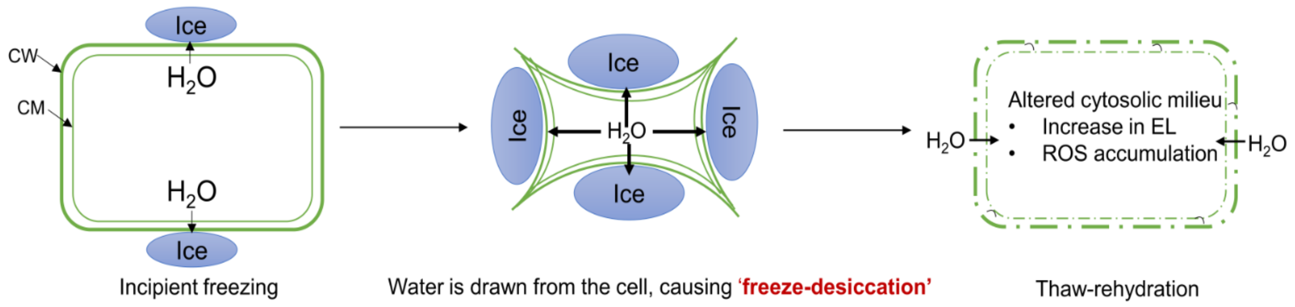 Plants 10 02821 g001