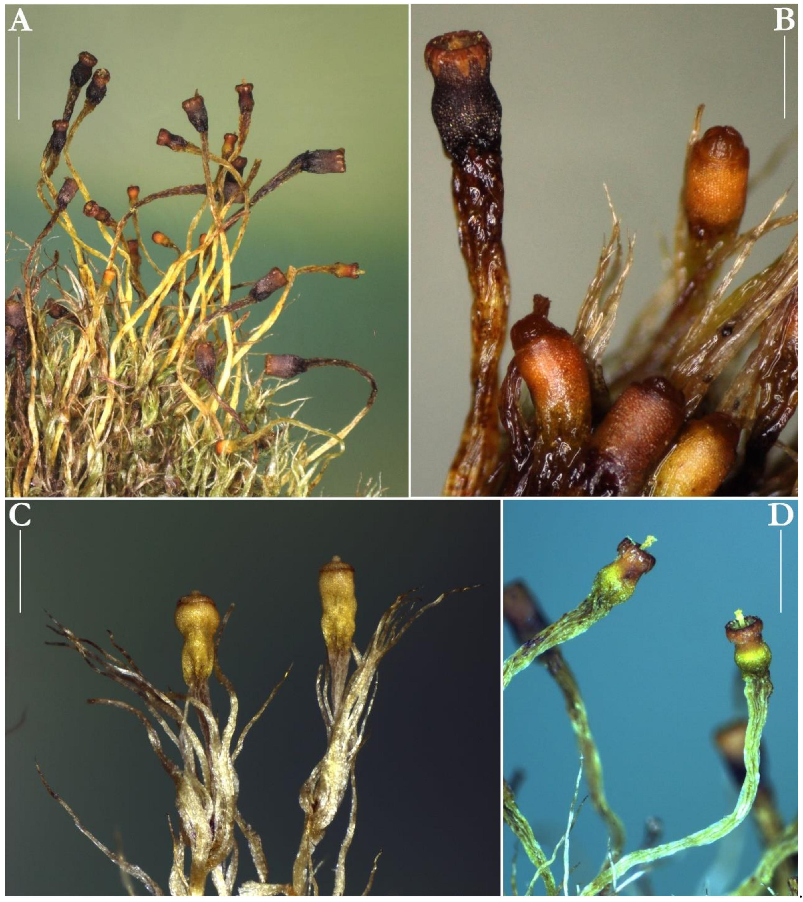 Plants 10 02823 g002