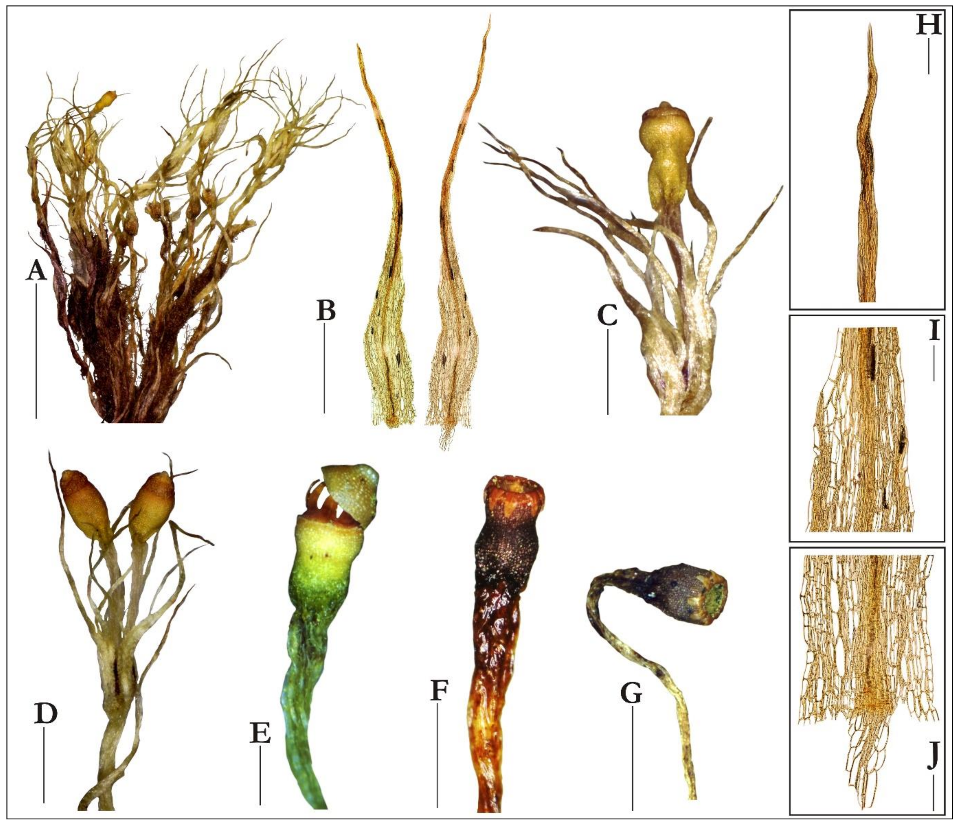 Plants 10 02823 g003