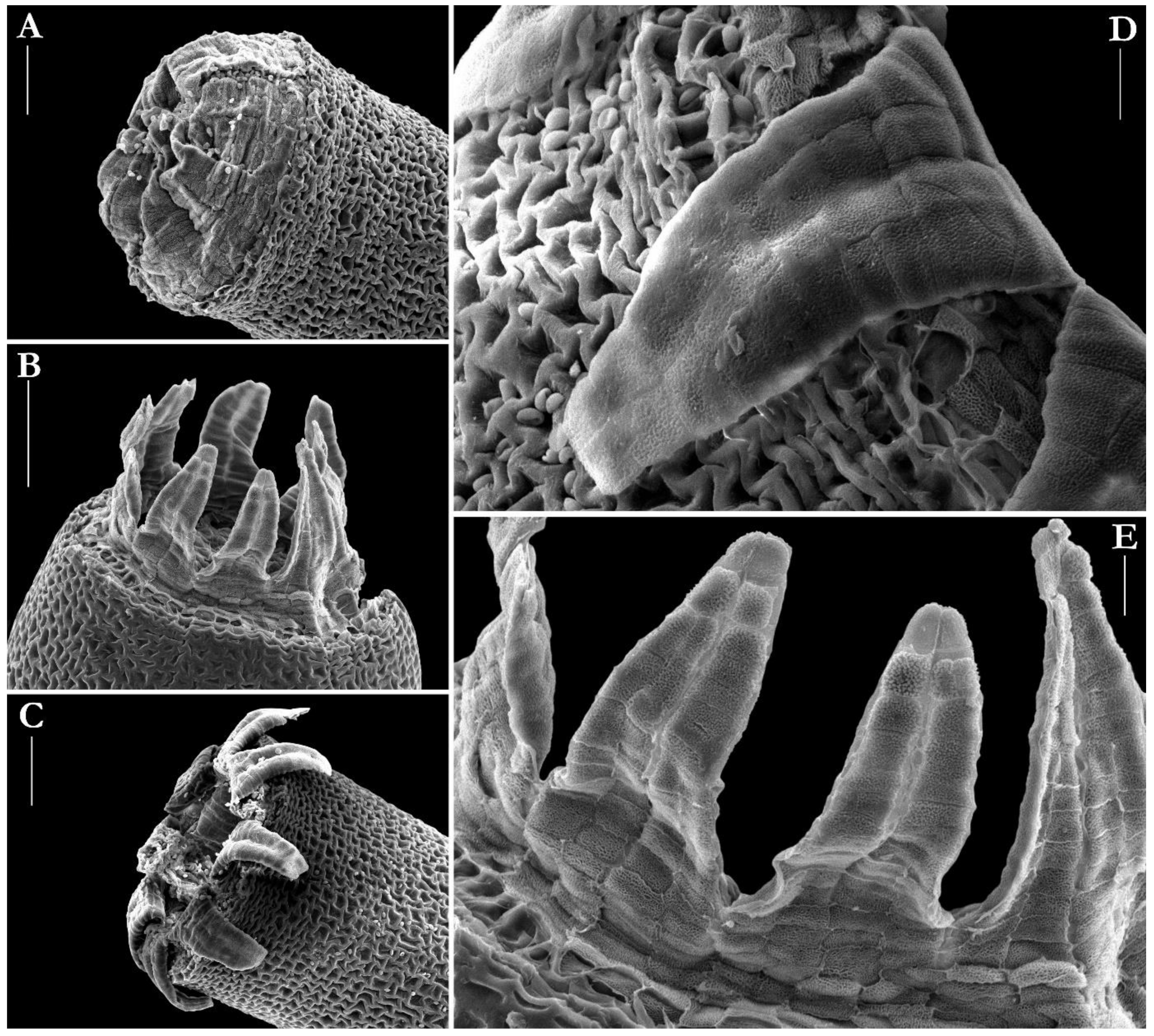 Plants 10 02823 g004