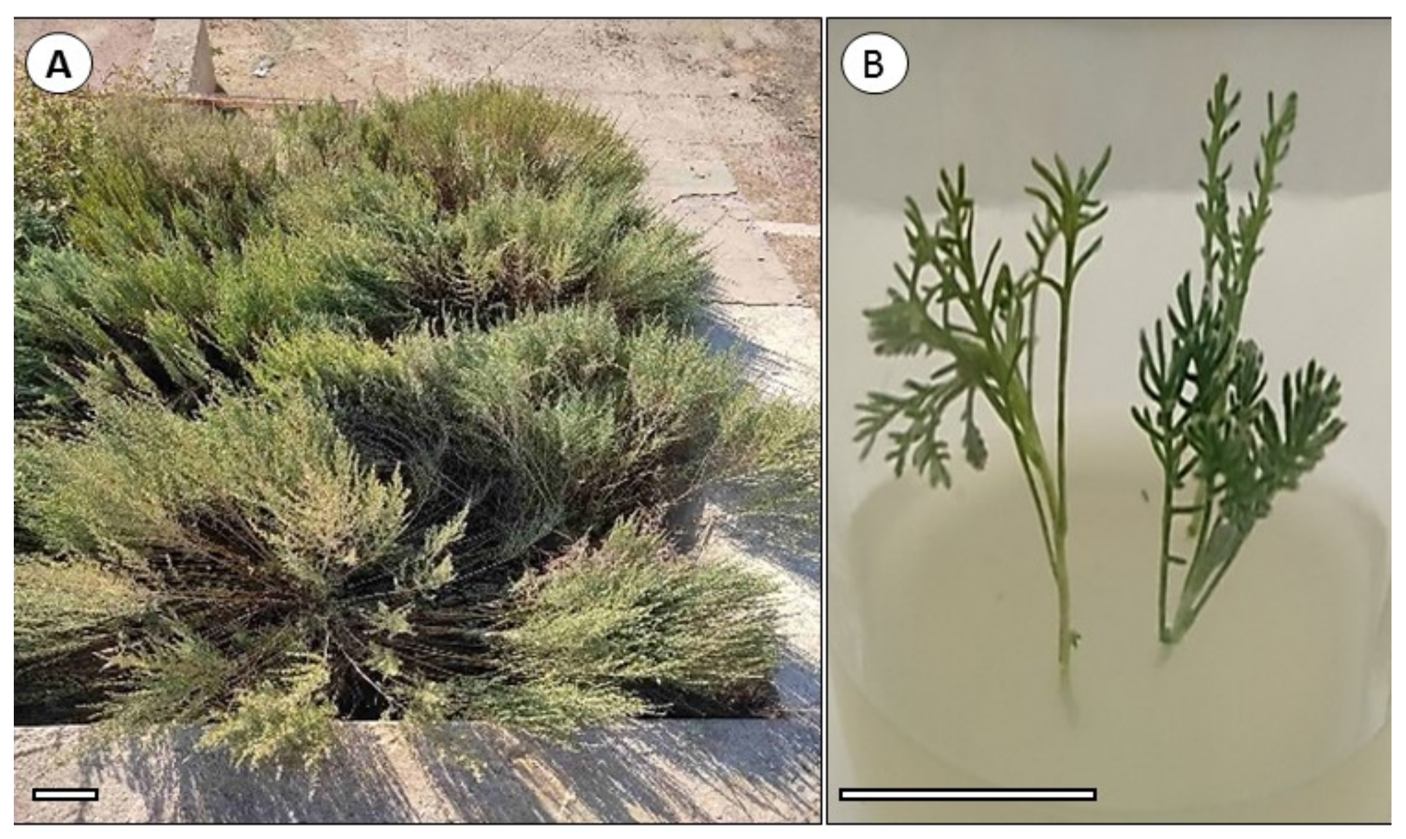 Plants 11 00006 g003 Plants 11 00006 g003