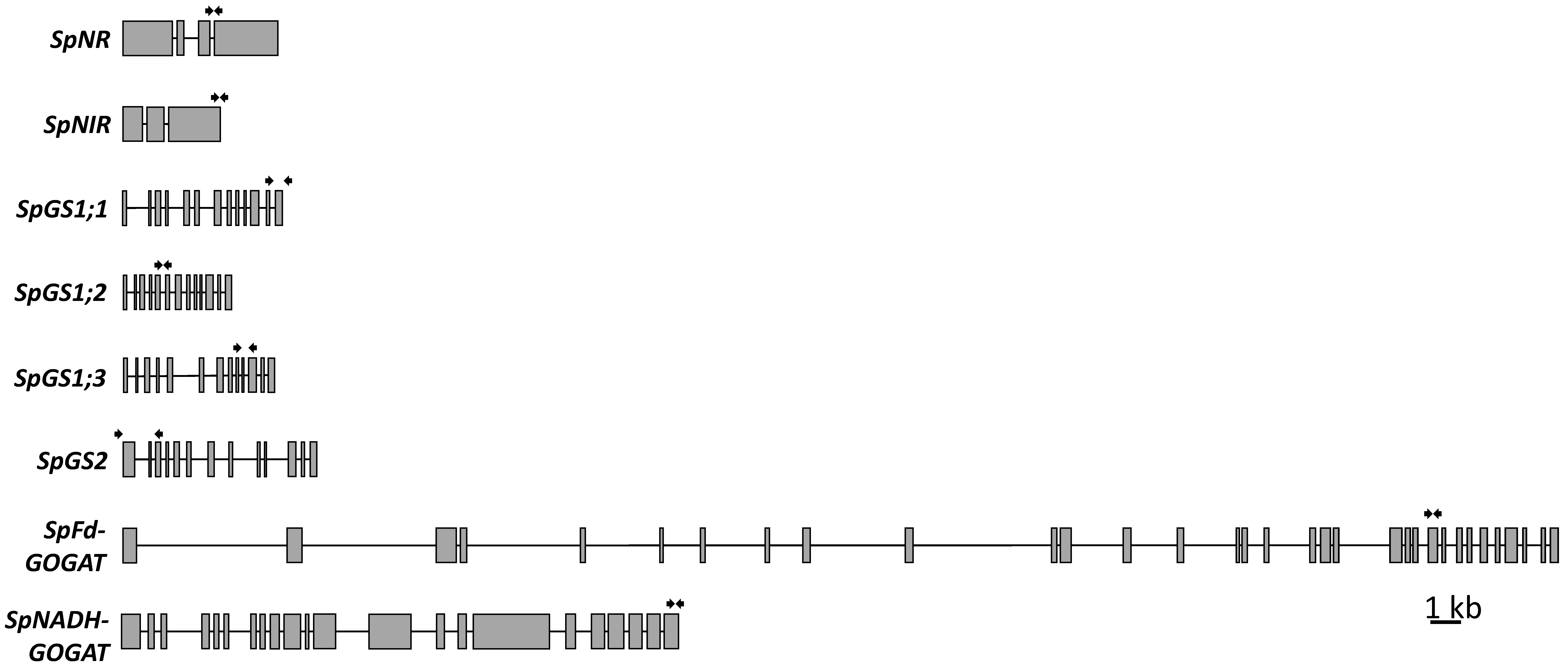 Plants 11 00011 g004 Plants 11 00011 g004