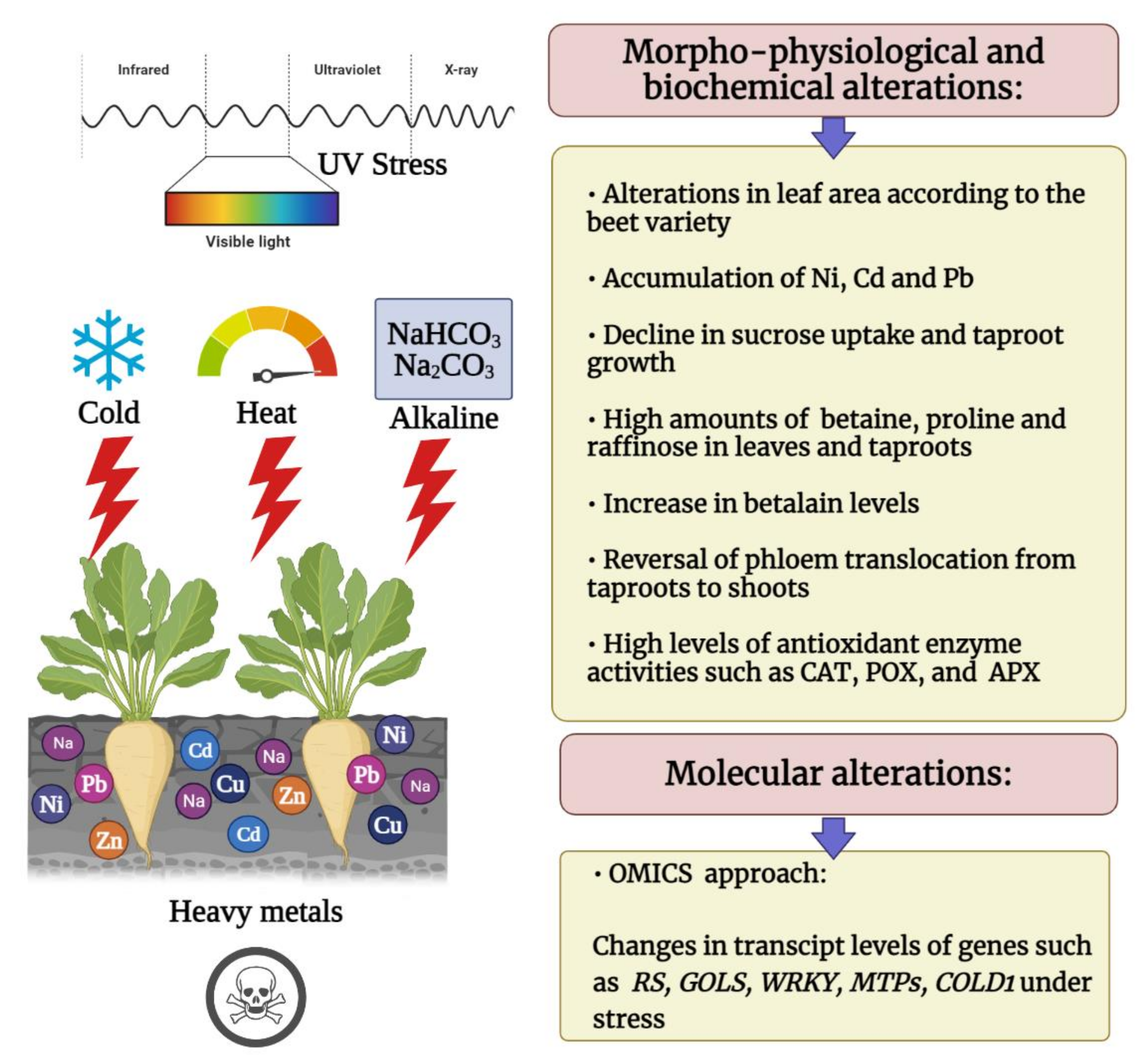 Plants 11 00012 g001