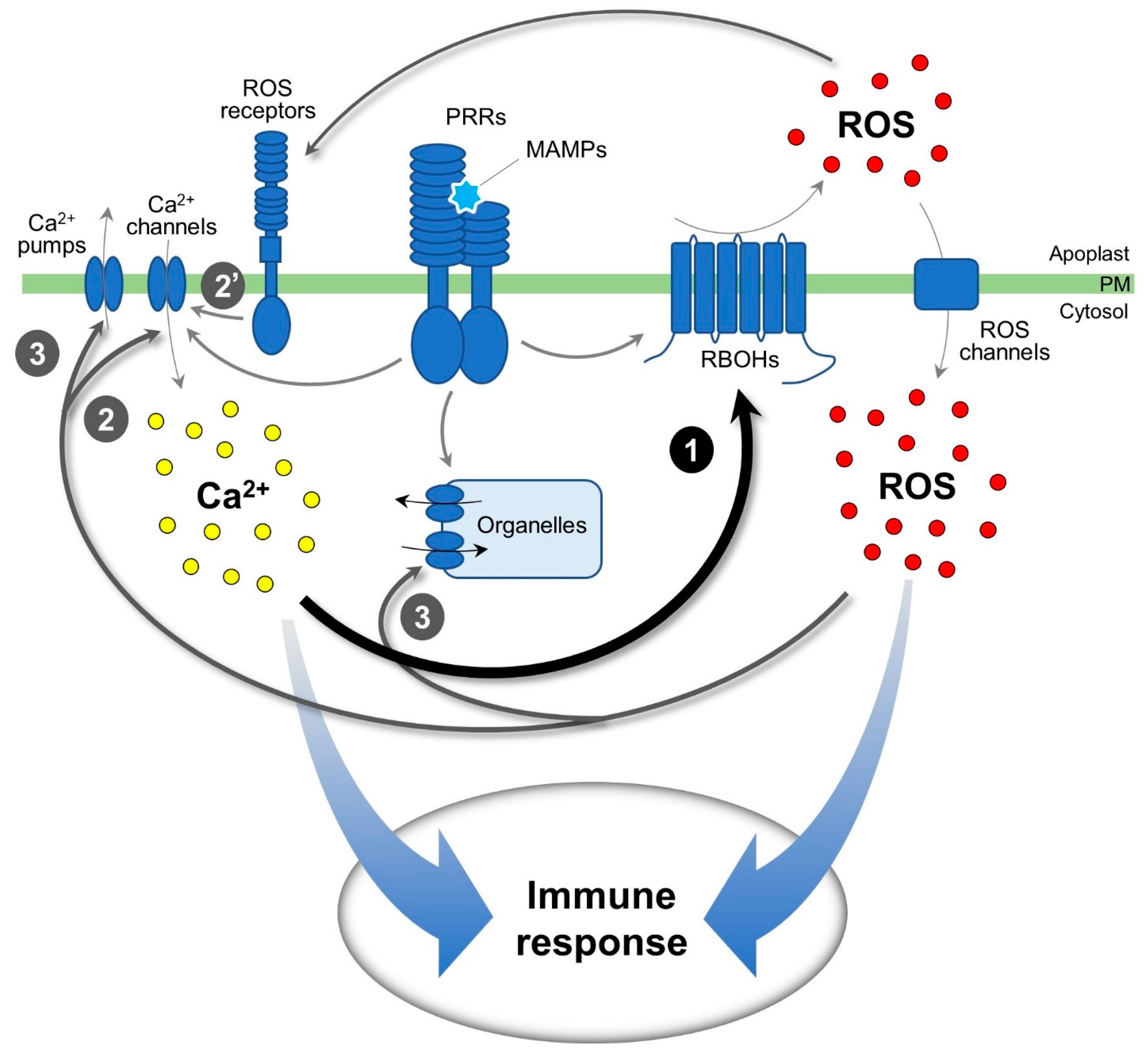 Plants 11 00014 g005