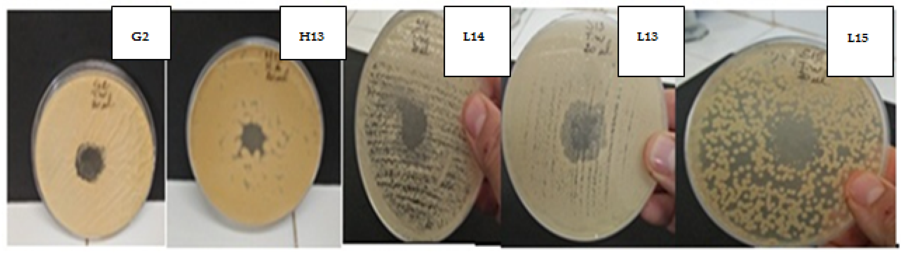 Plants 11 00015 g005 Plants 11 00015 g005