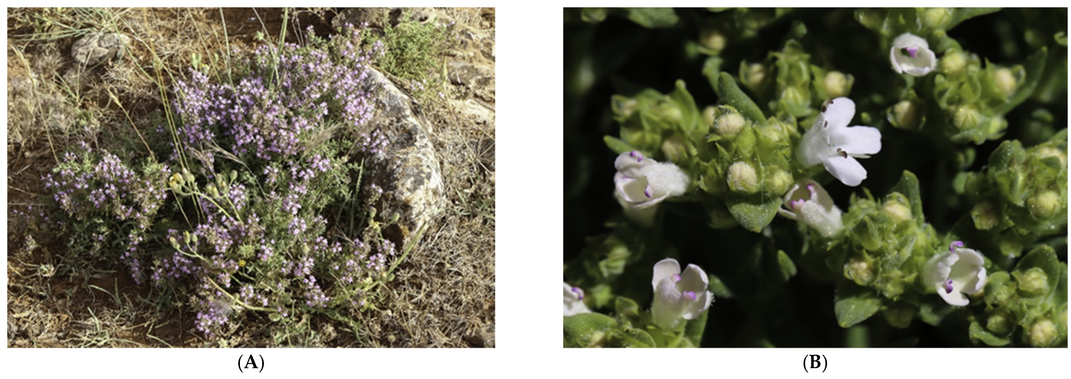 Plants 11 00015 g006 Plants 11 00015 g006