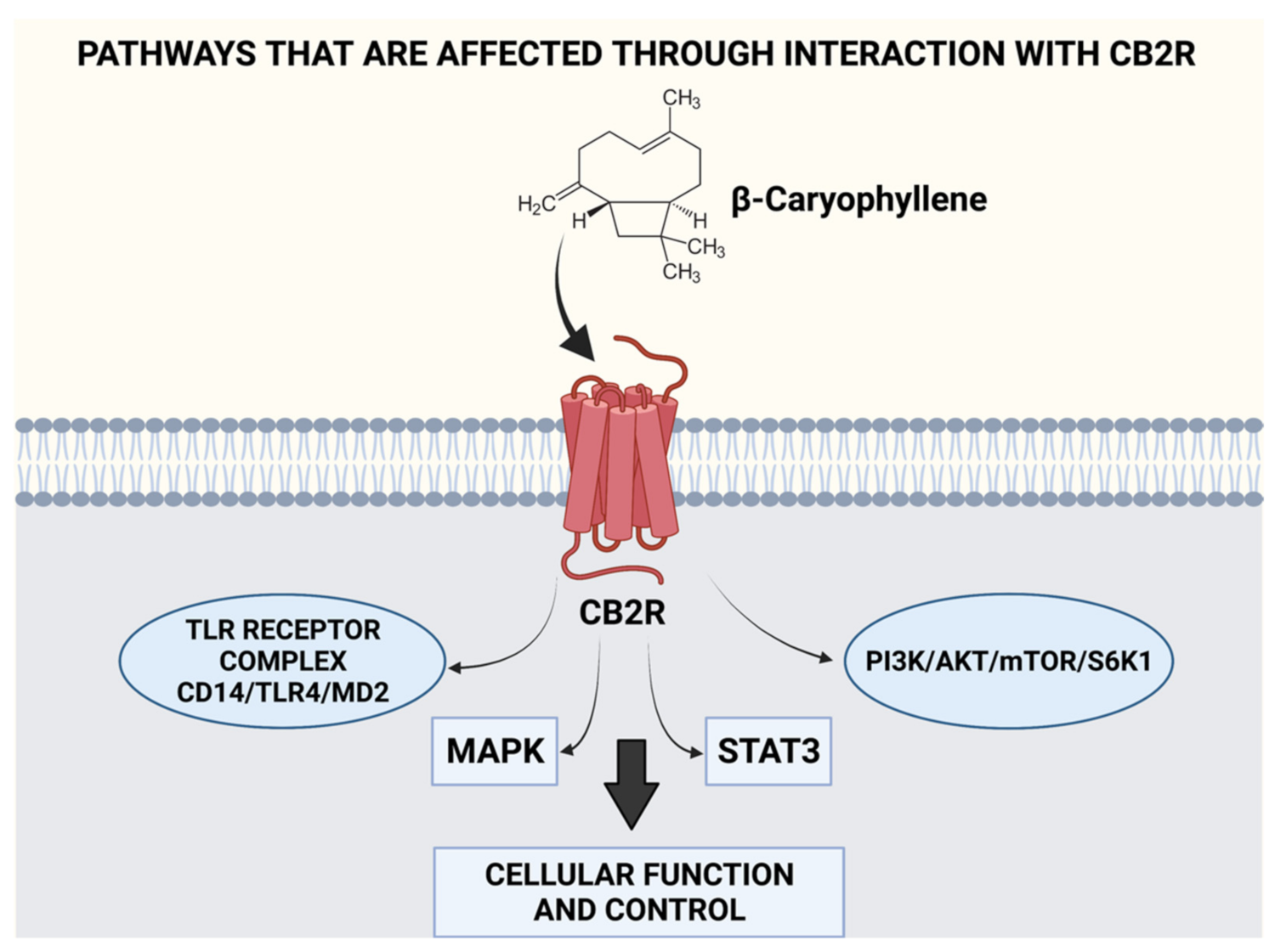 Plants 11 00021 g005 Plants 11 00021 g005