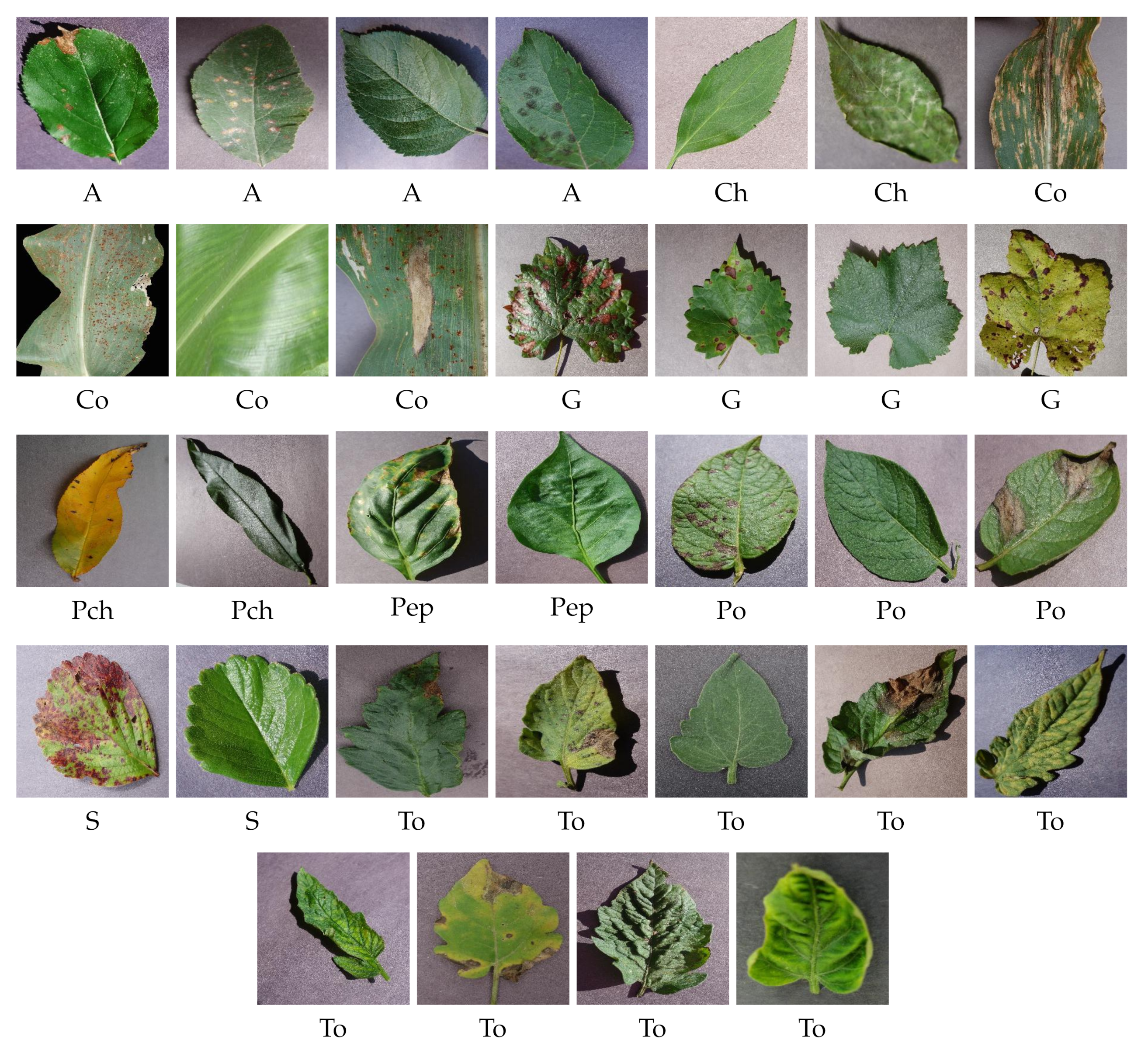 Plants 11 00024 g003 550