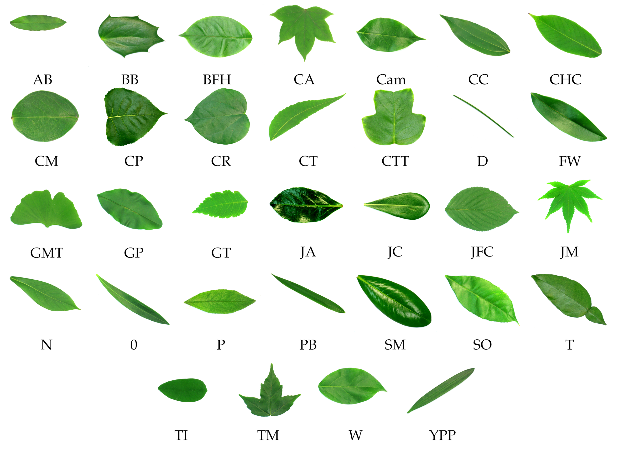 Plants 11 00024 g004 550