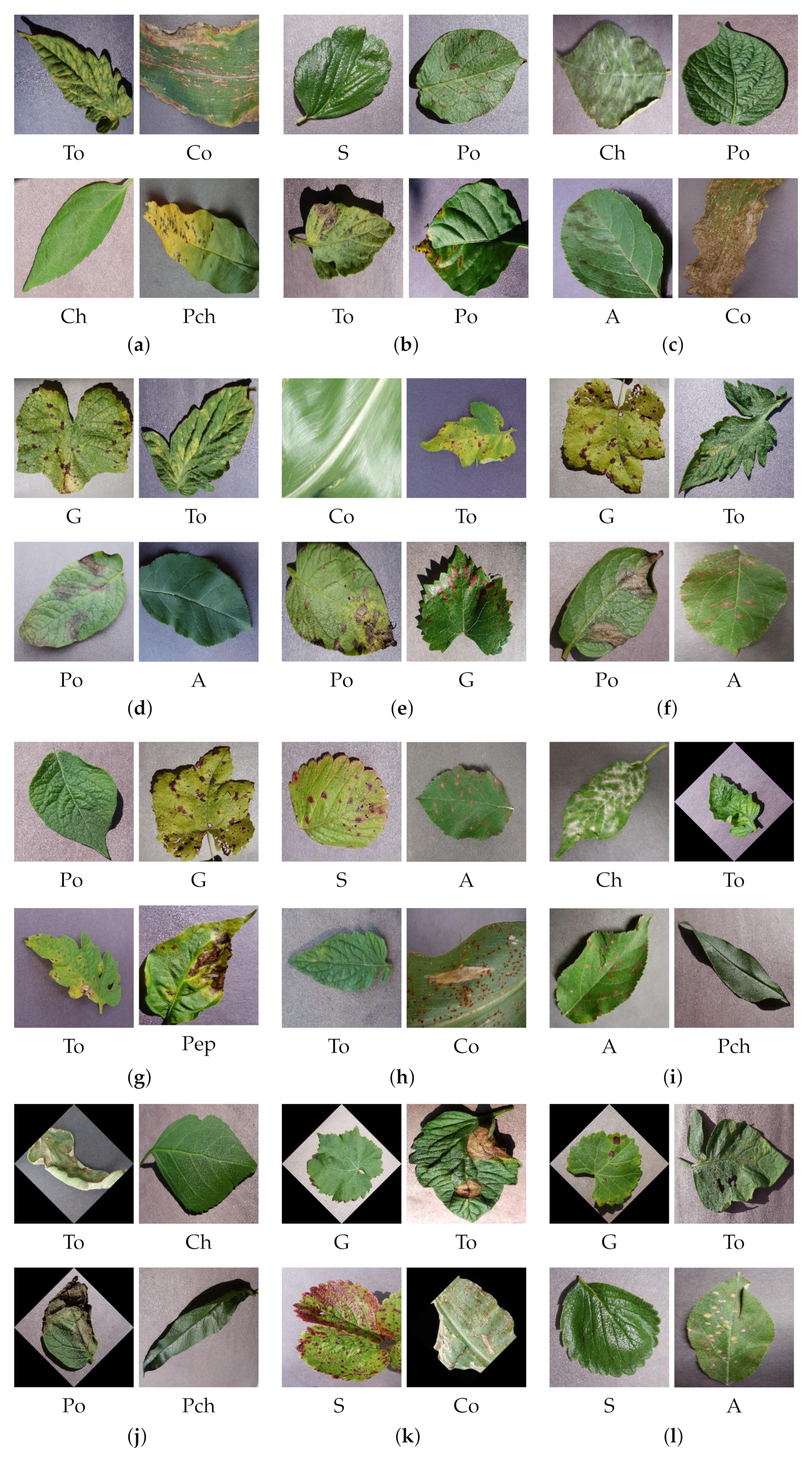 Plants 11 00024 g009 550