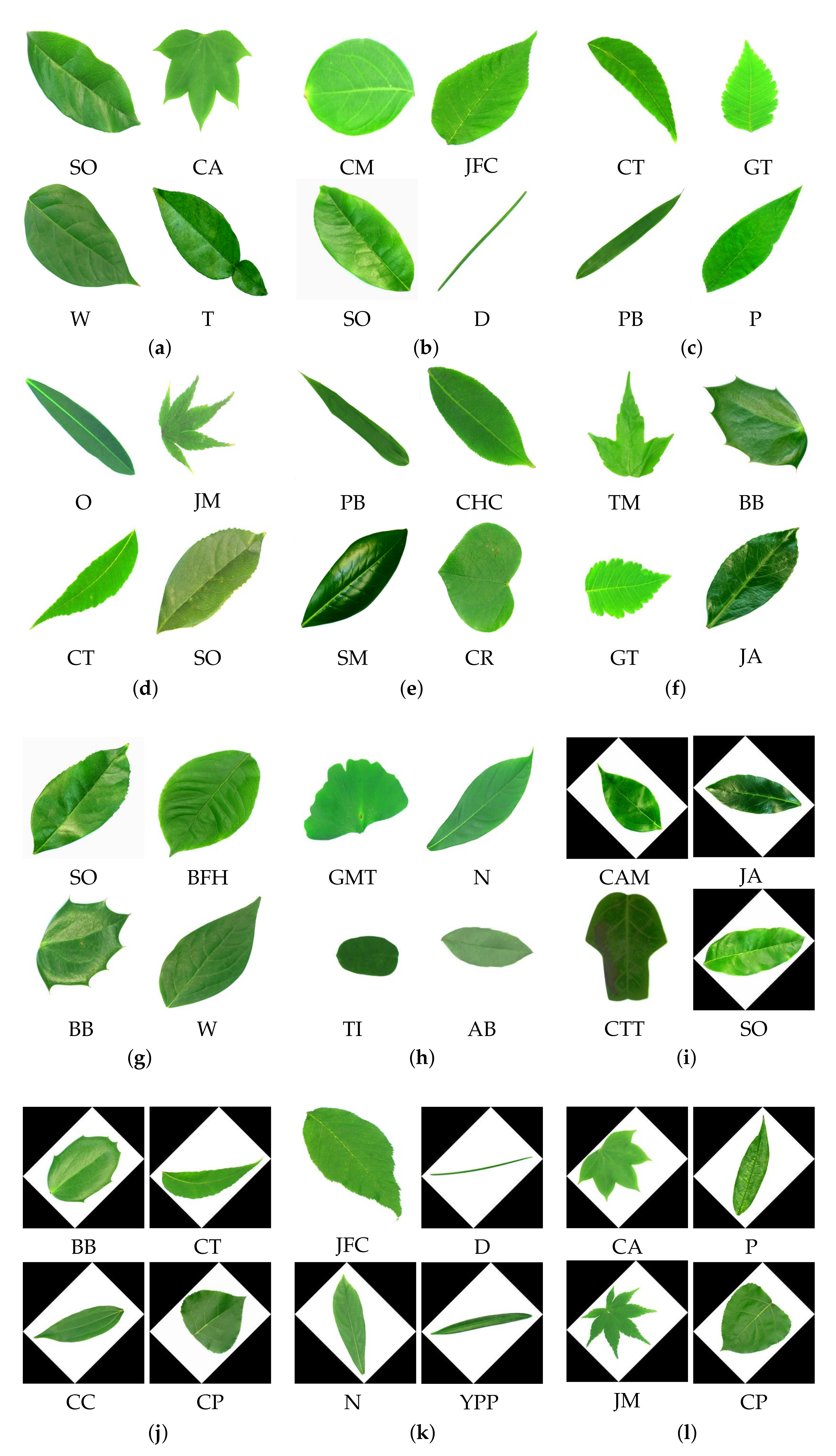 Plants 11 00024 g010 550
