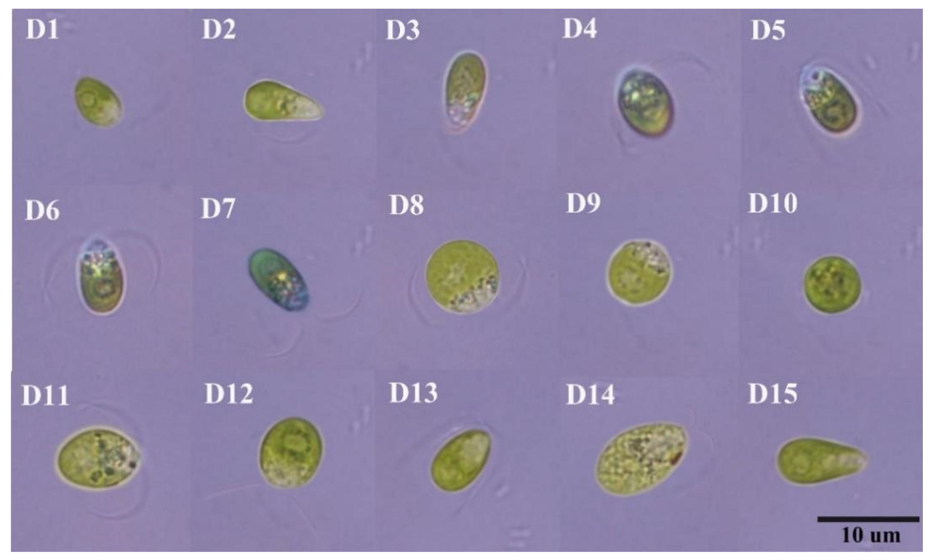 Plants 11 00027 g002