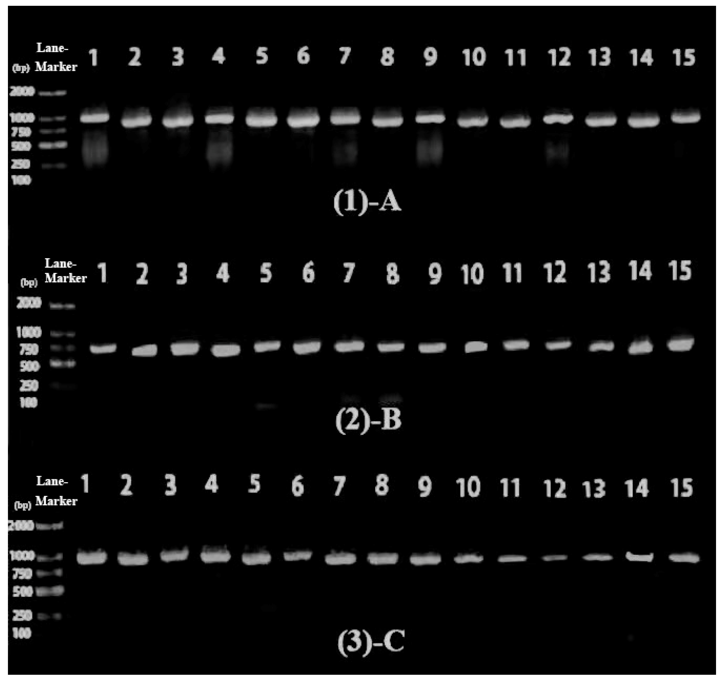 Plants 11 00027 g007