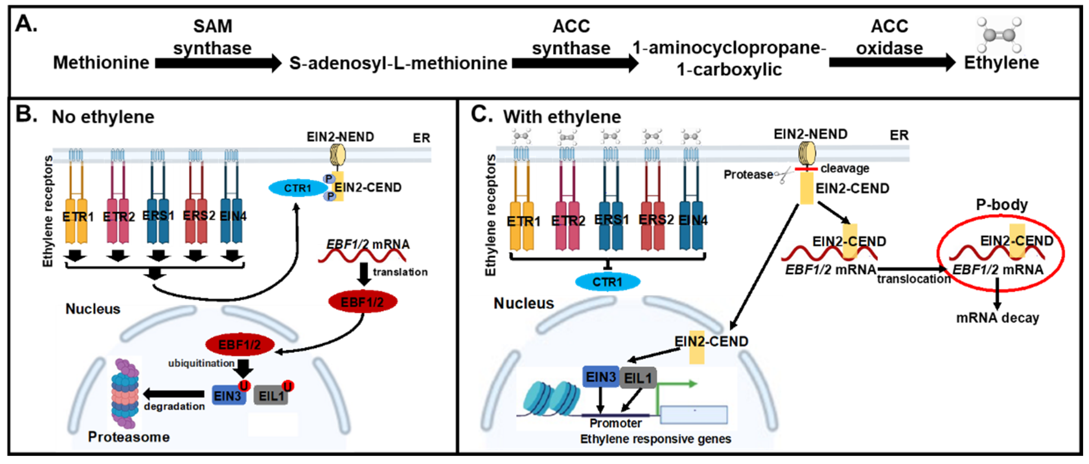 Plants 11 00033 g001