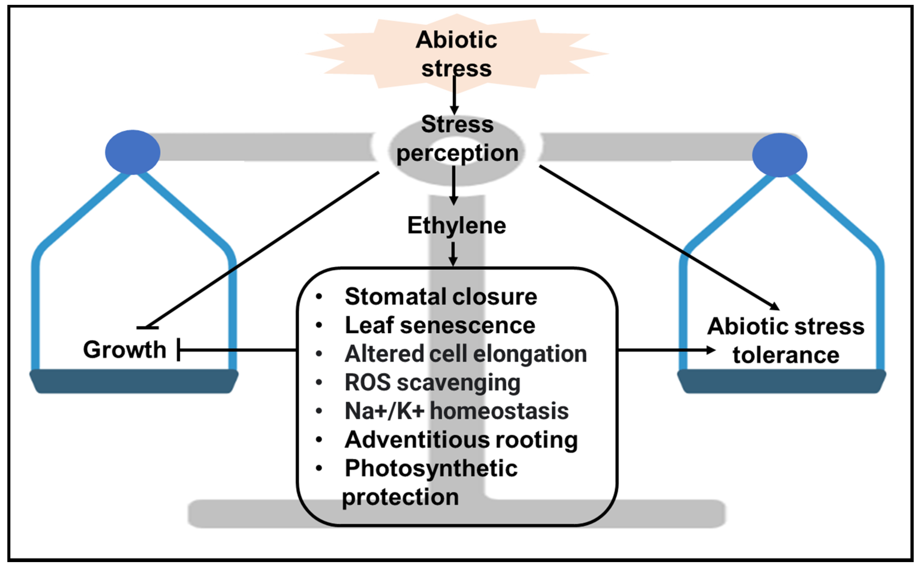 Plants 11 00033 g002
