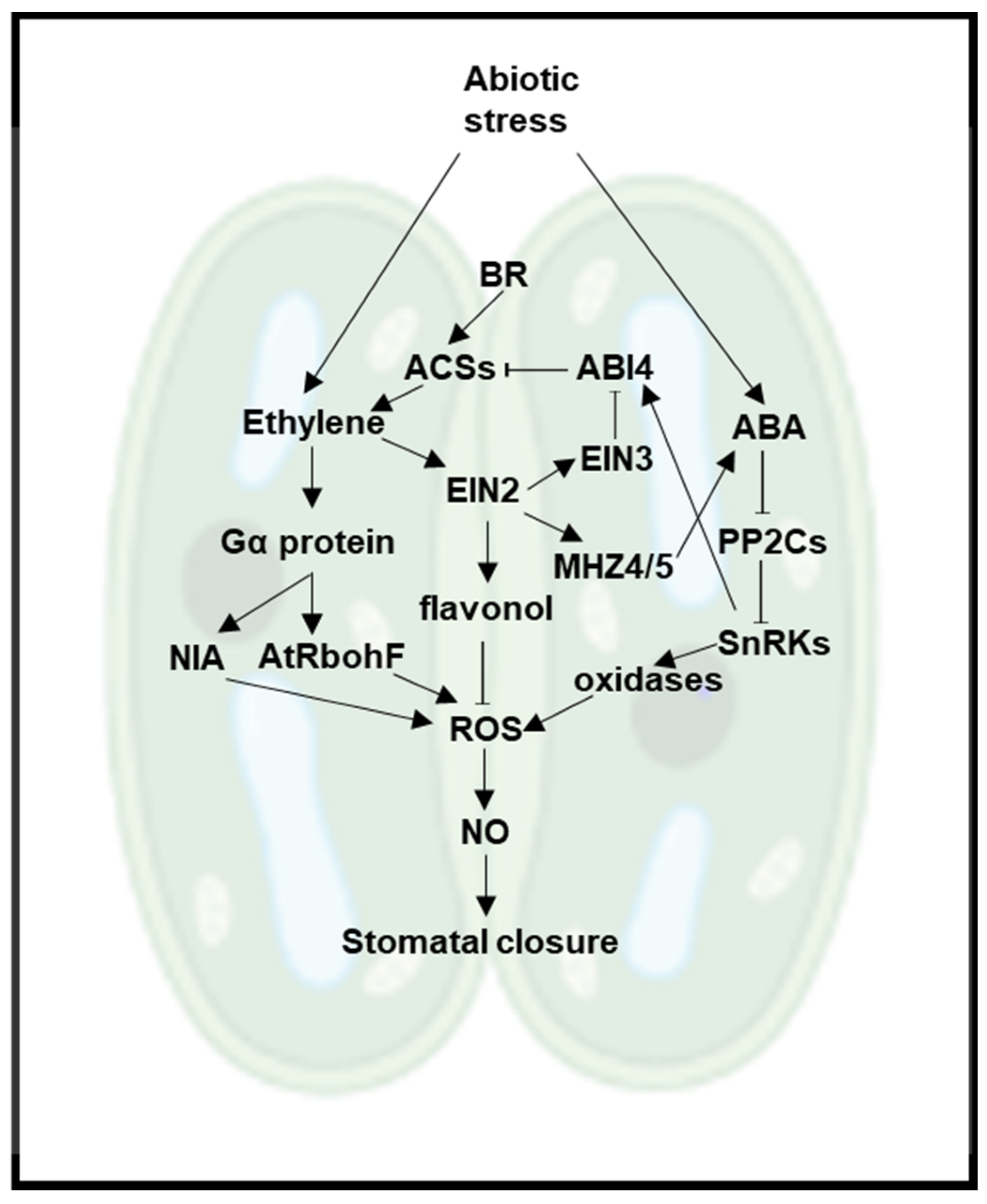 Plants 11 00033 g003