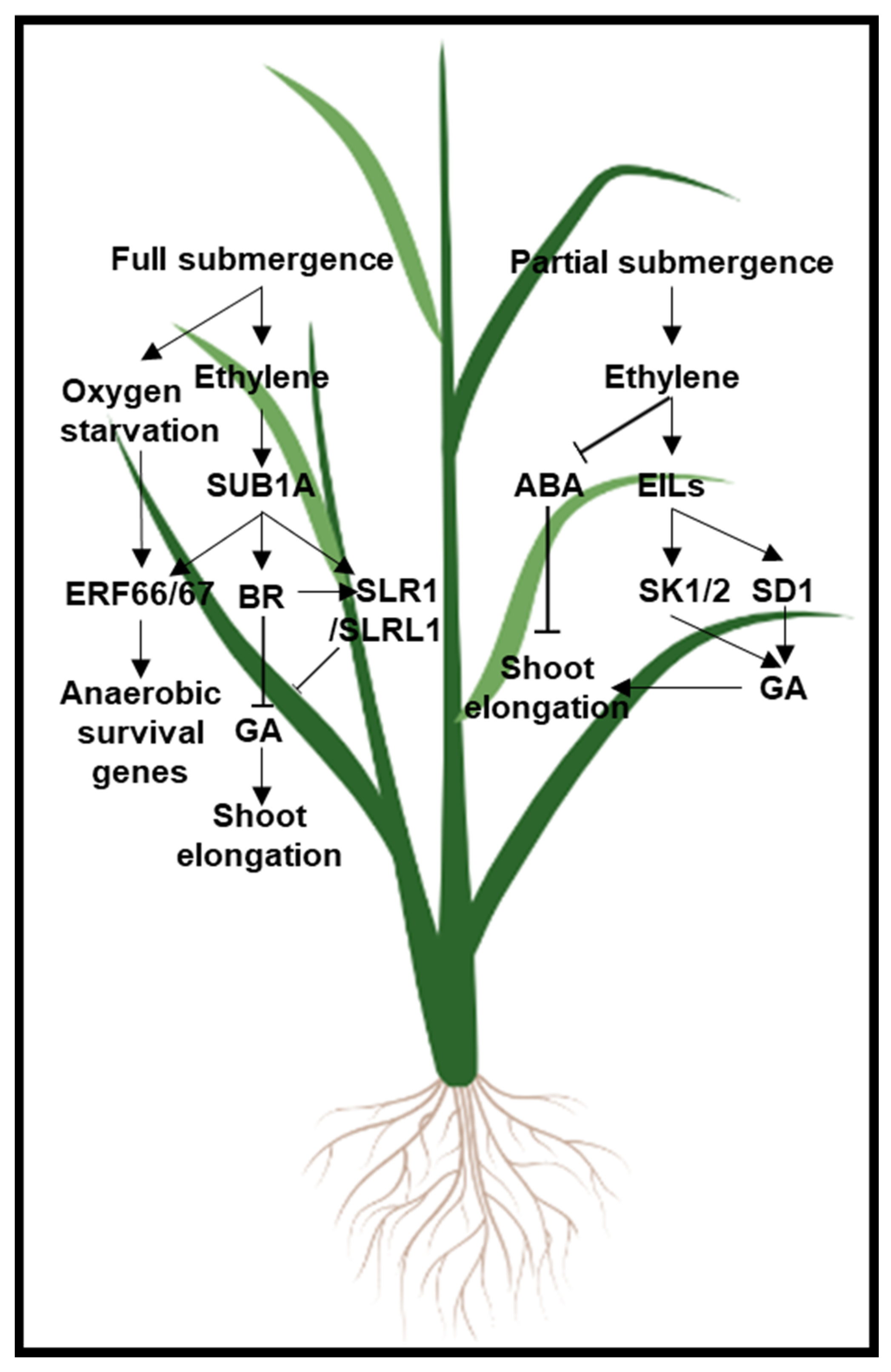 Plants 11 00033 g004