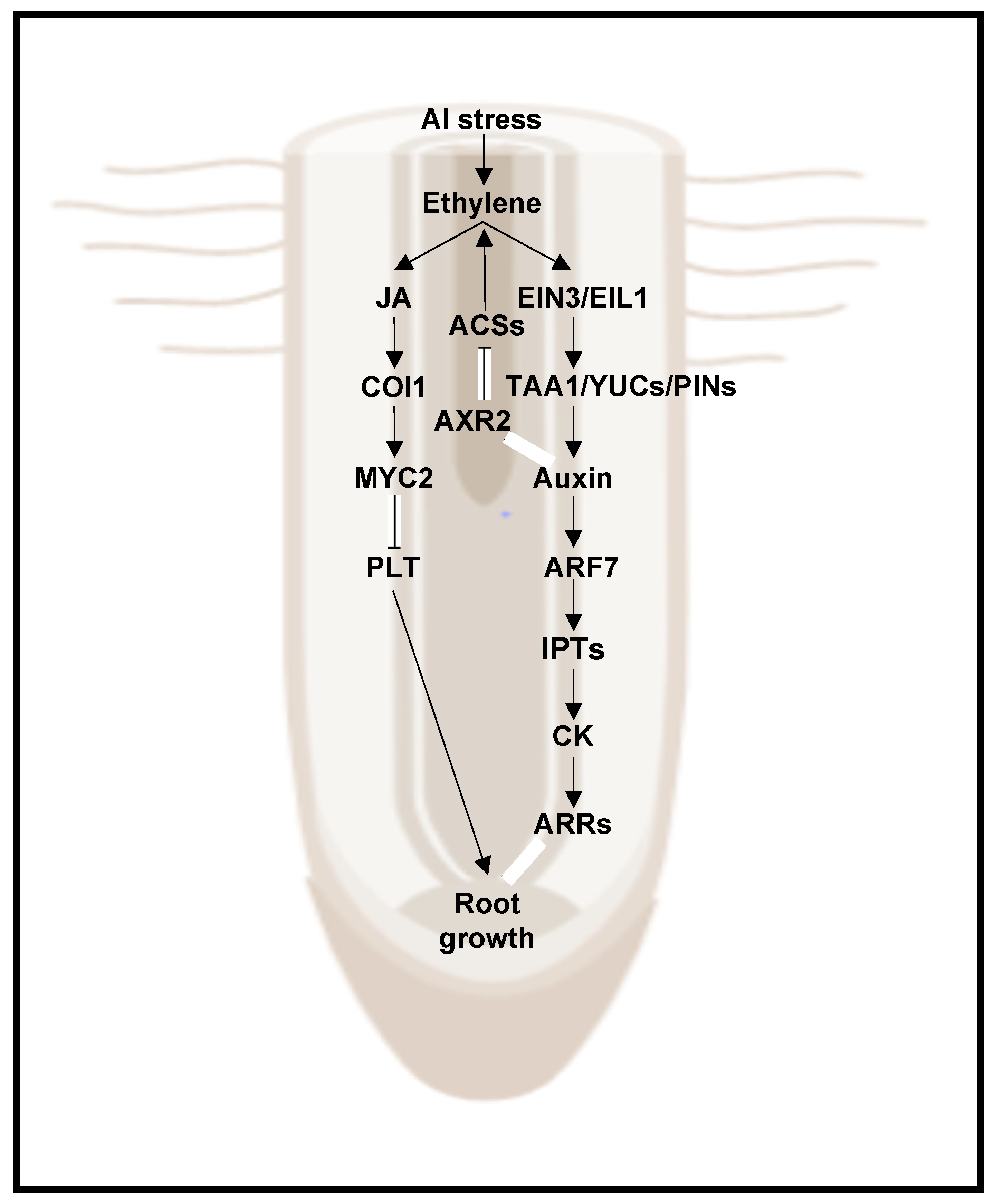 Plants 11 00033 g005