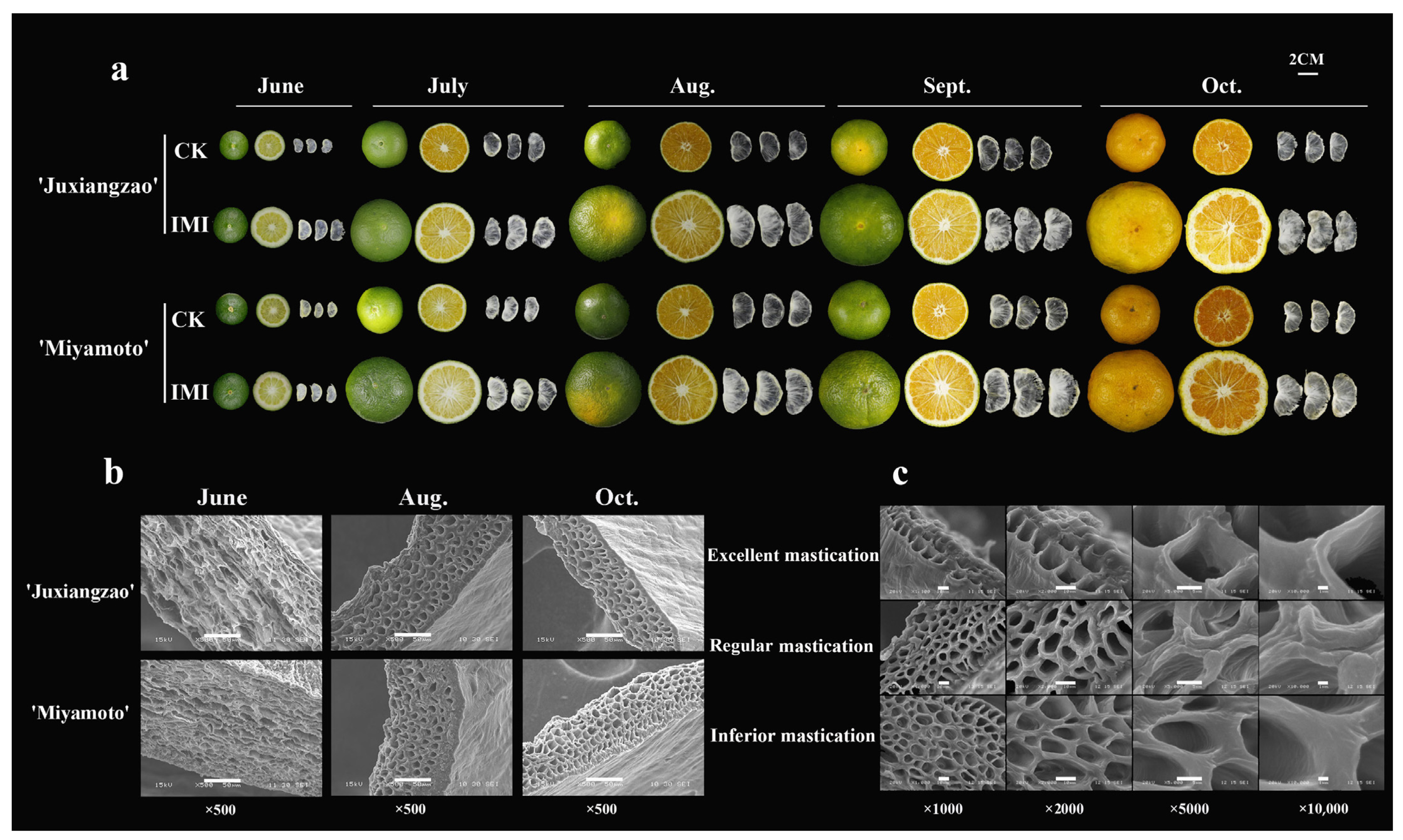 Plants Free Full Text Physiological And Ultrastructural Alterations Linked To Intrinsic Mastication Inferiority Of Segment Membranes In Satsuma Mandarin Citrus Unshiu Marc Fruits