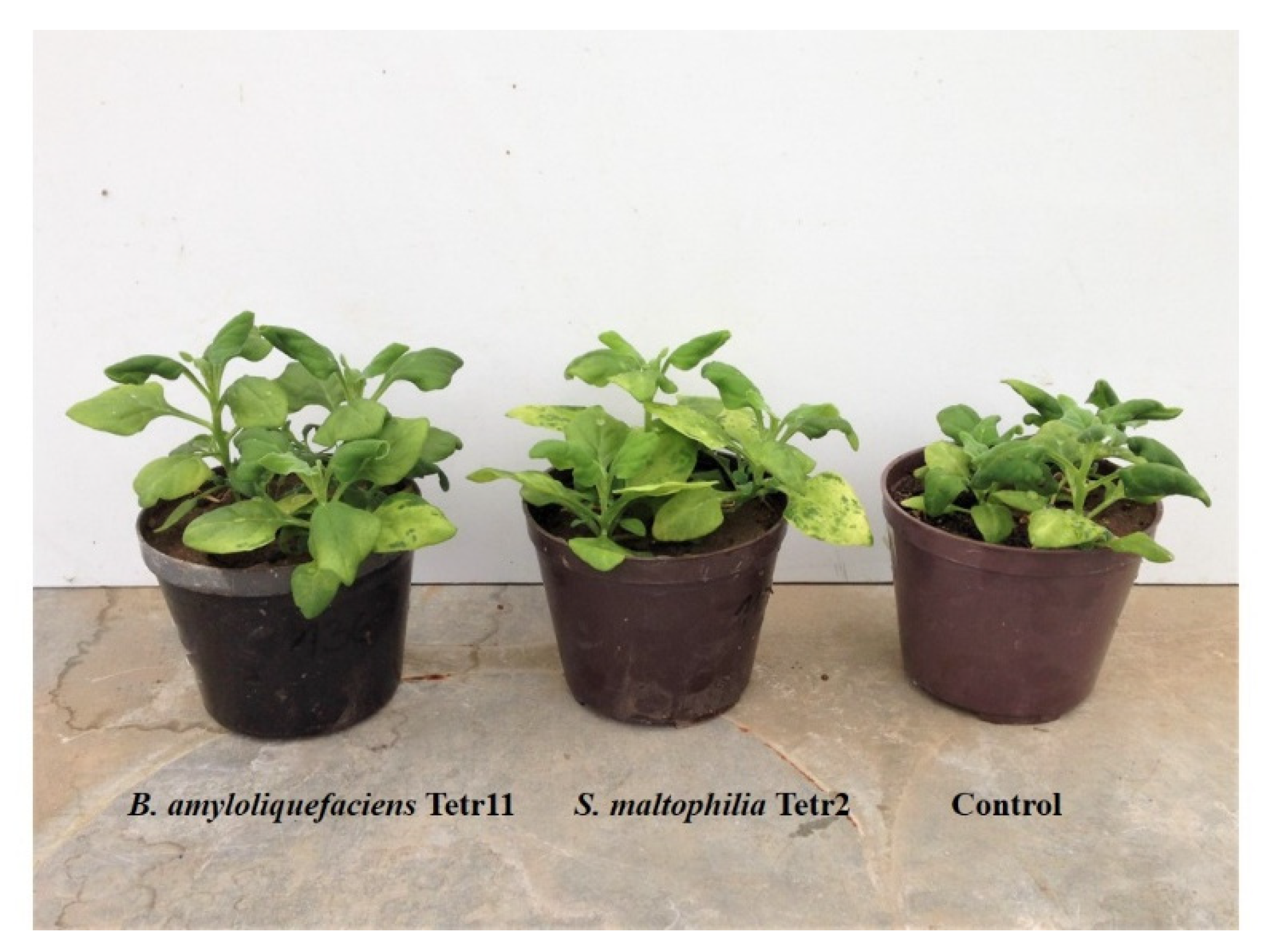 Plants 11 00049 g003