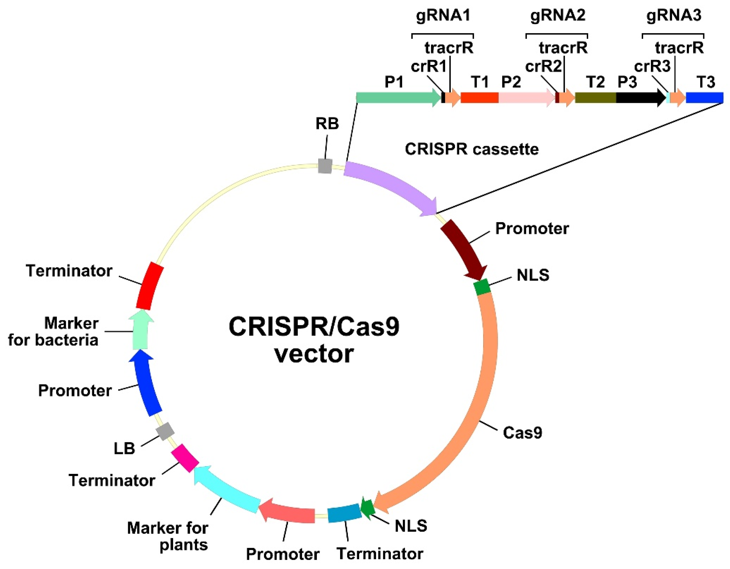 Plants 11 00051 g002 Plants 11 00051 g002