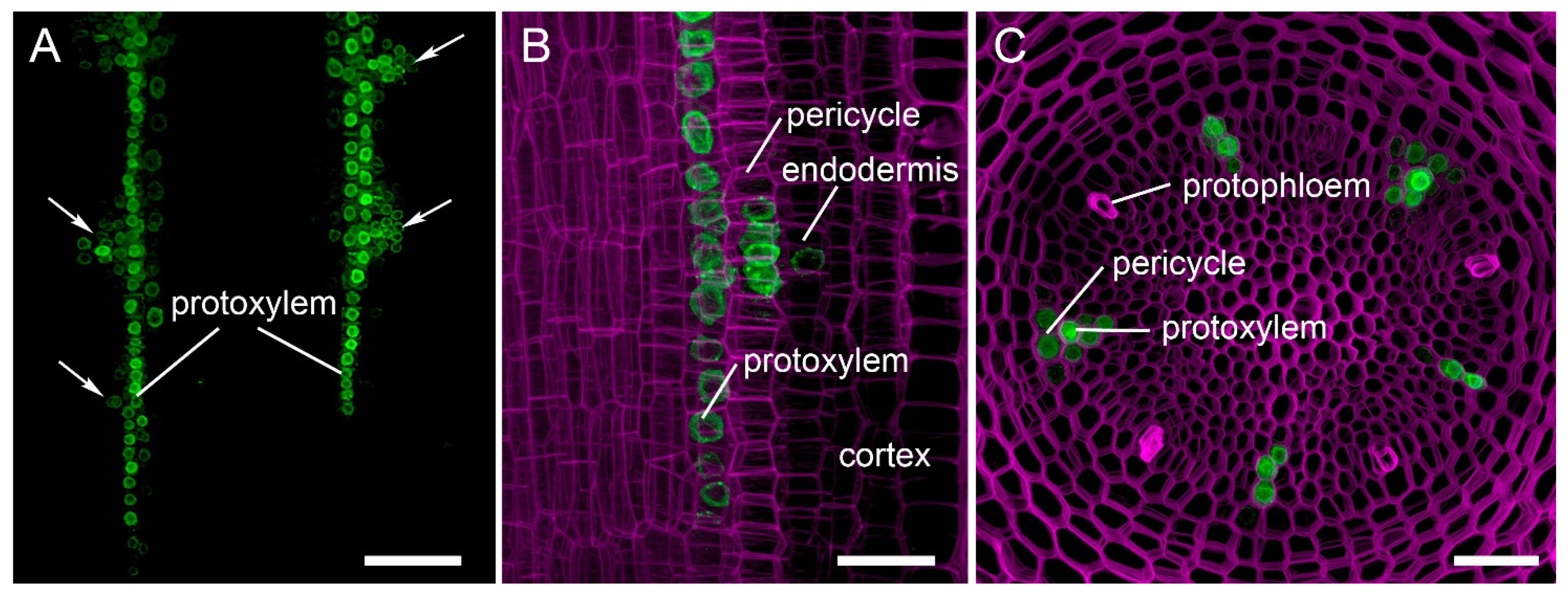 Plants 11 00051 g003 Plants 11 00051 g003