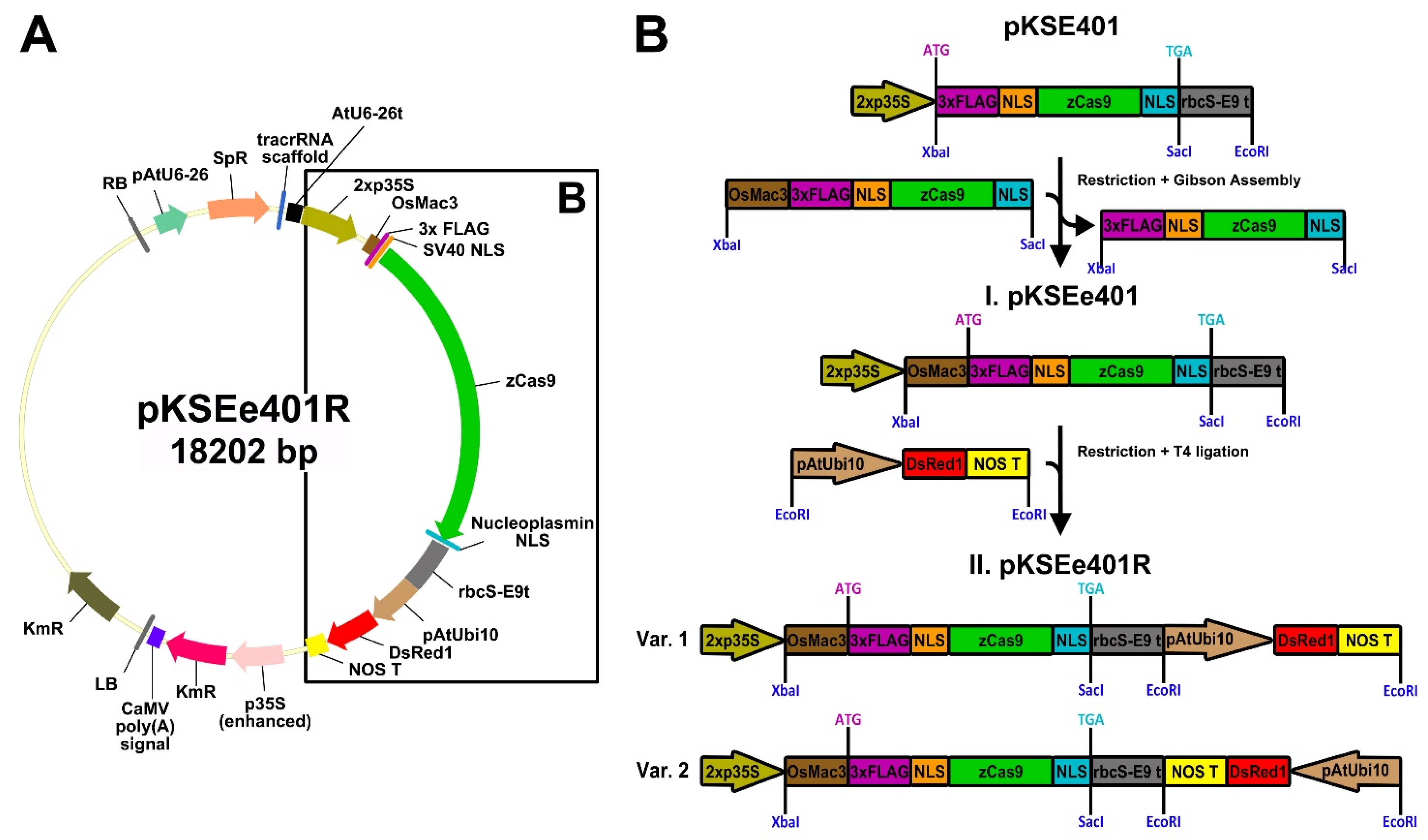 Plants 11 00051 g004 Plants 11 00051 g004